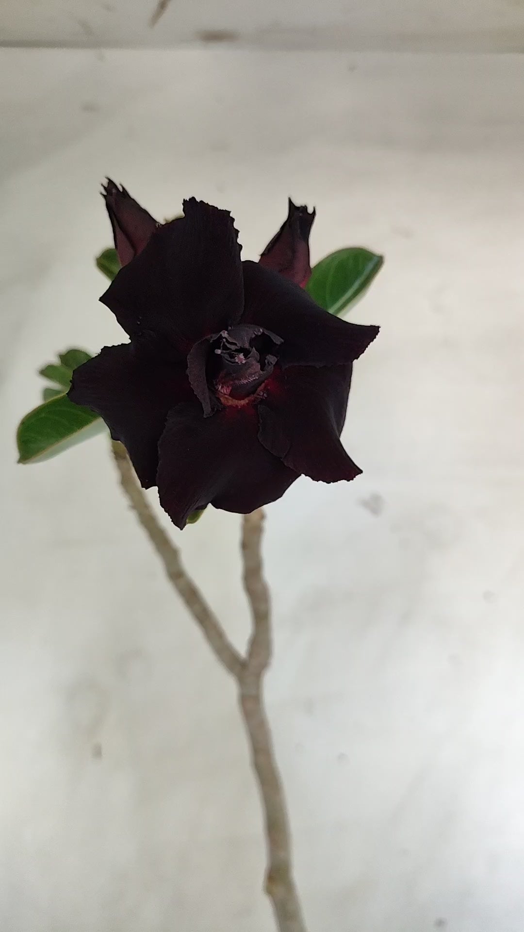 Planta Dobrada 4015 – 45cm – 04 anos - Vaso 15
