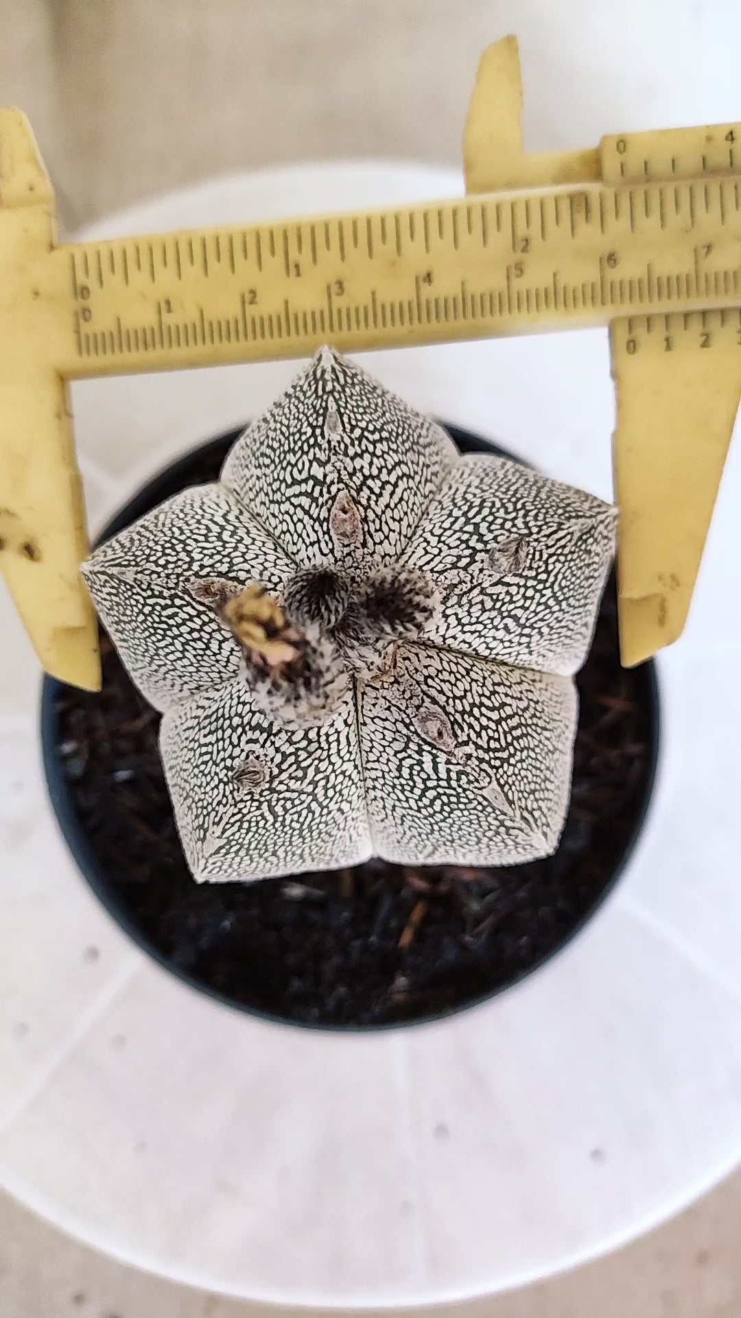 ASTROPHYTUM MYRIOSTIGMA Onzuka "VType" Nº 1390 – vaso 11