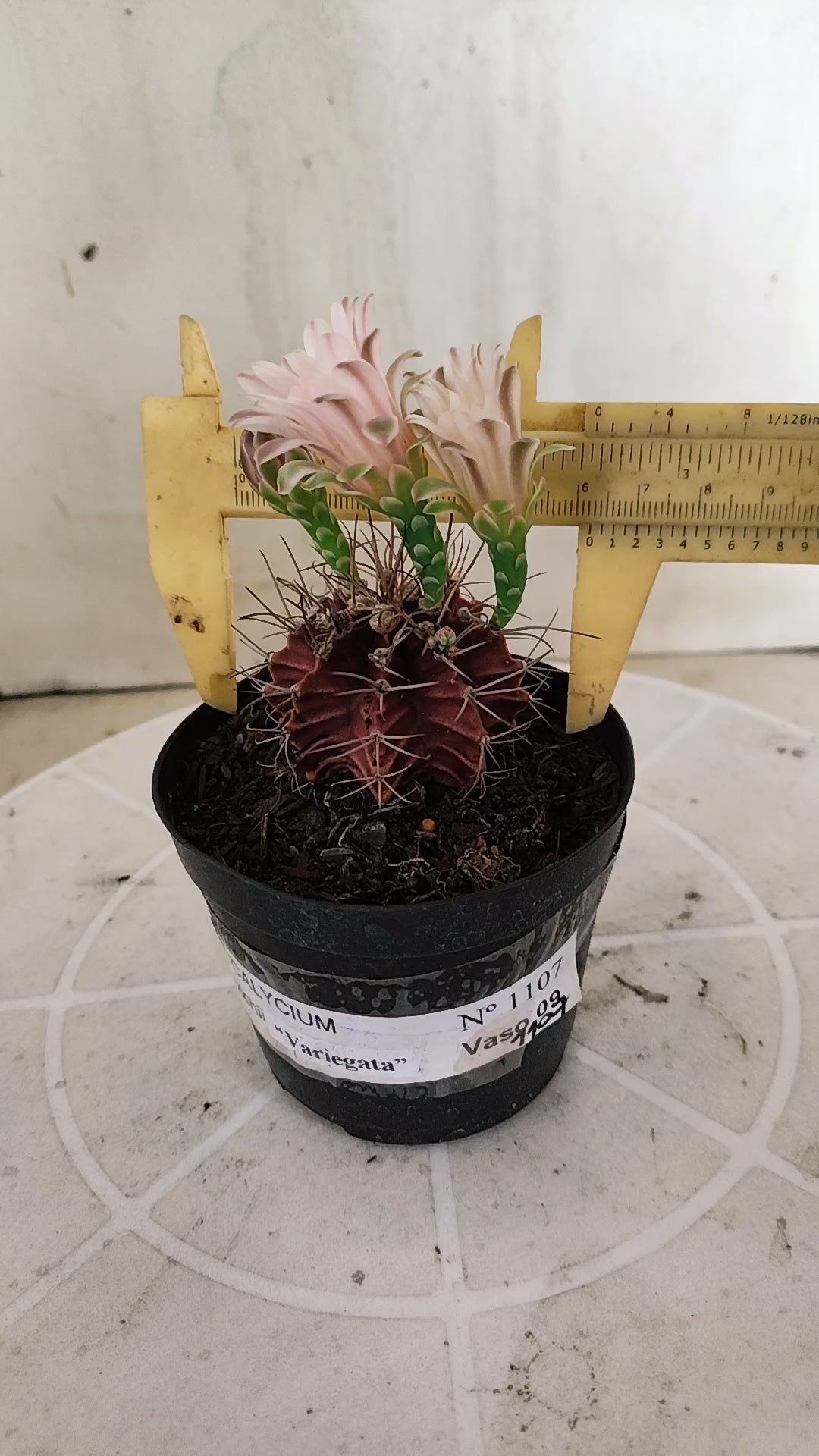 Matriz GYMNOCALYCIUM Mihanovichii Variegata Nº 1107 – vaso 09