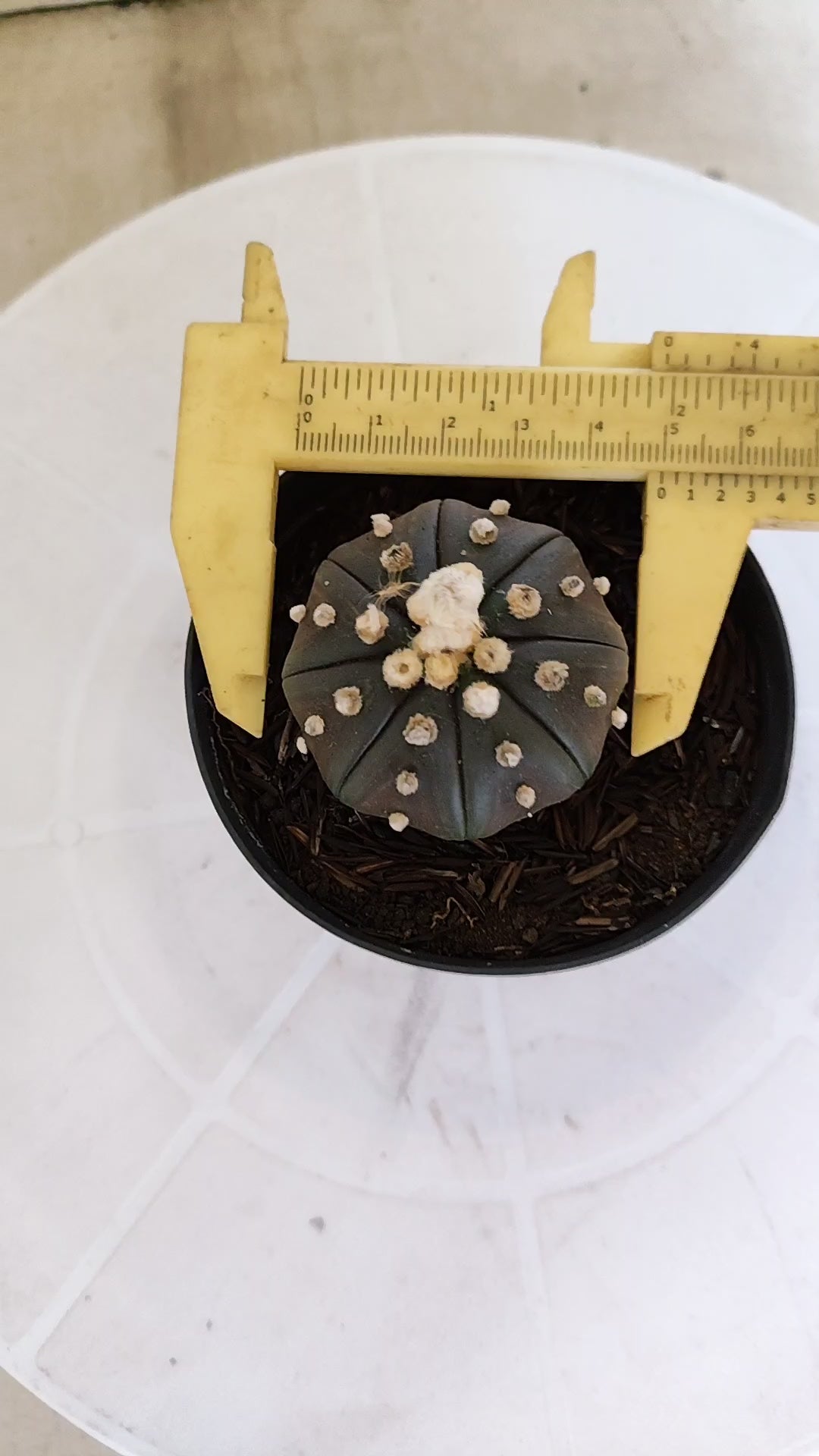ASTROPHYTUM ASTERIAS “Purple”  Nº 1105 – vaso 09