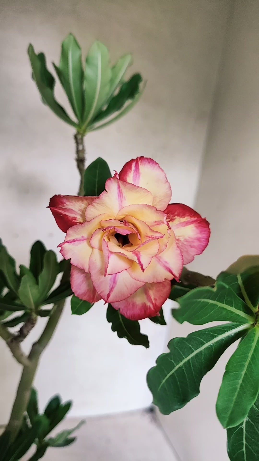 Planta Dobrada 3884 – 35cm – 03 anos