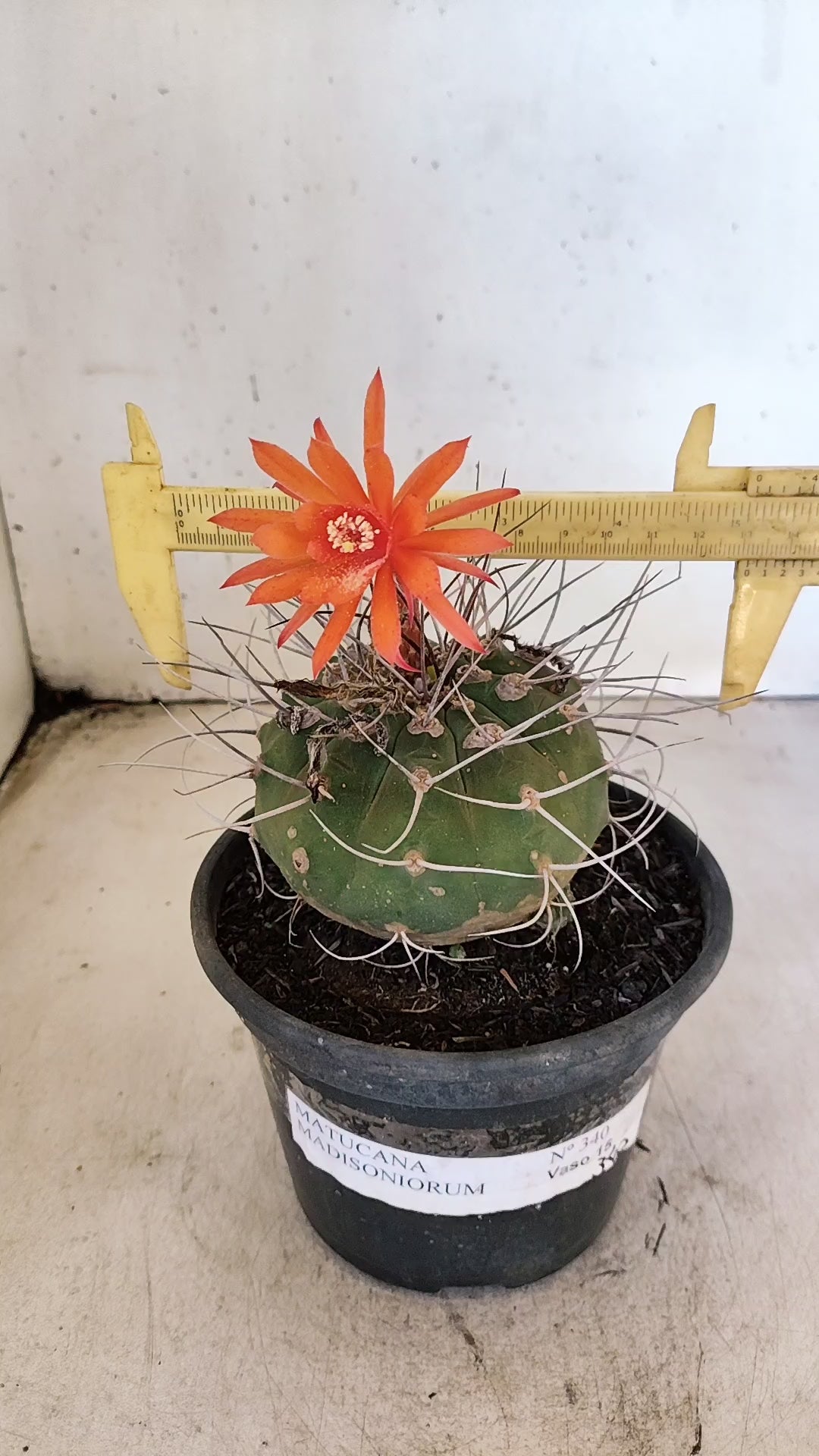 MATRIZ MATUCANA MADISONIORUM Nº 340 – vaso 15