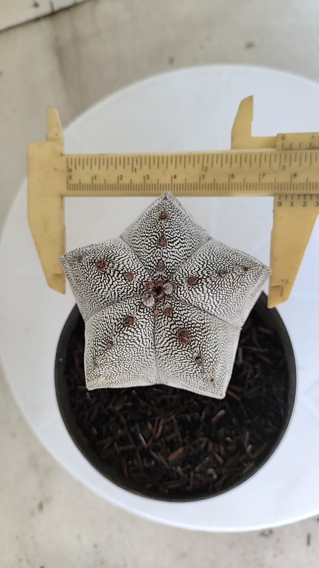 ASTROPHYTUM MYRIOSTIGMA Onzuka  Nº 781 – vaso 11
