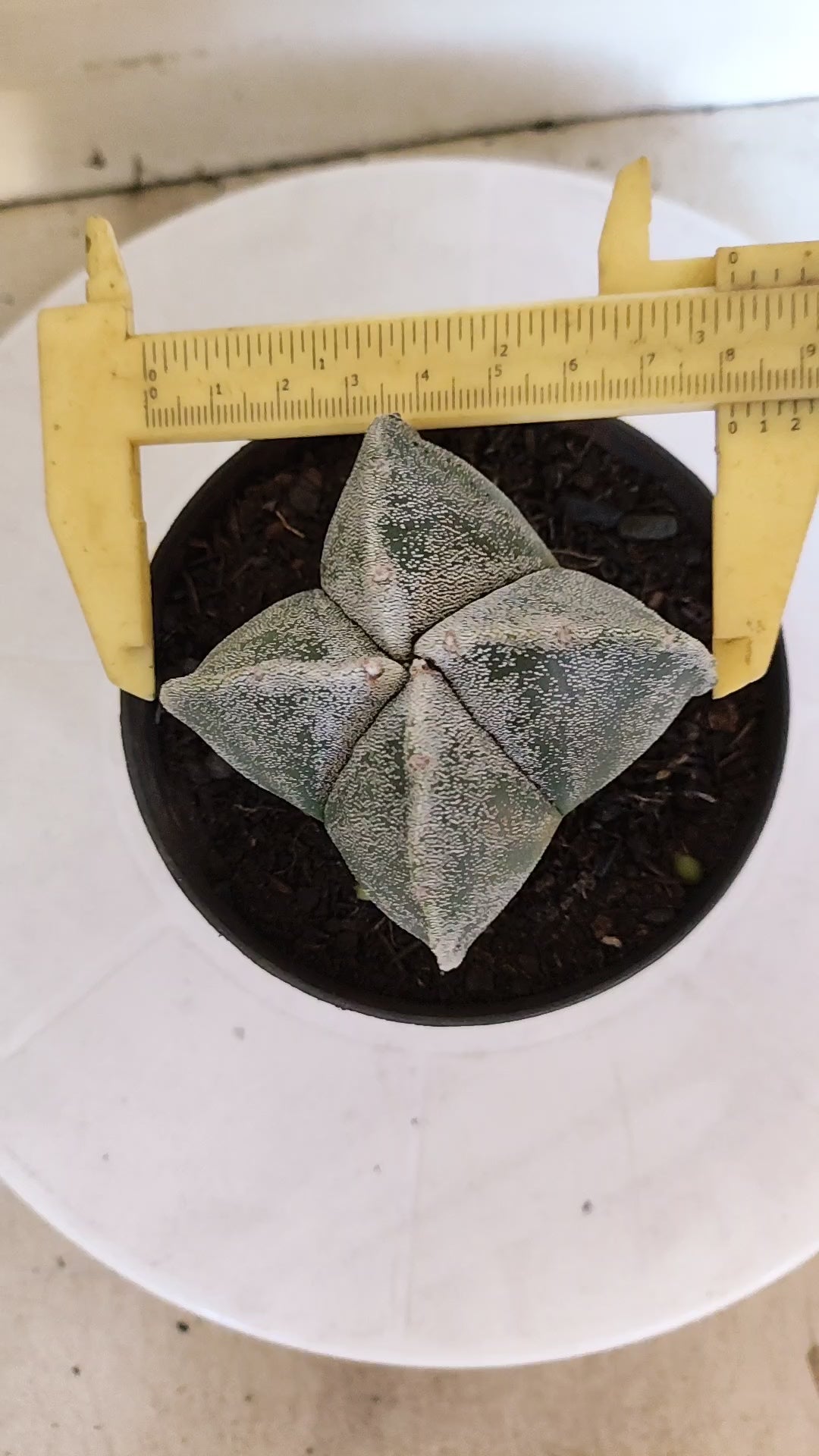 MATRIZ ASTROPHYTUM Myriostigma "4 QUINAS"  Nº  1231 – vaso 11