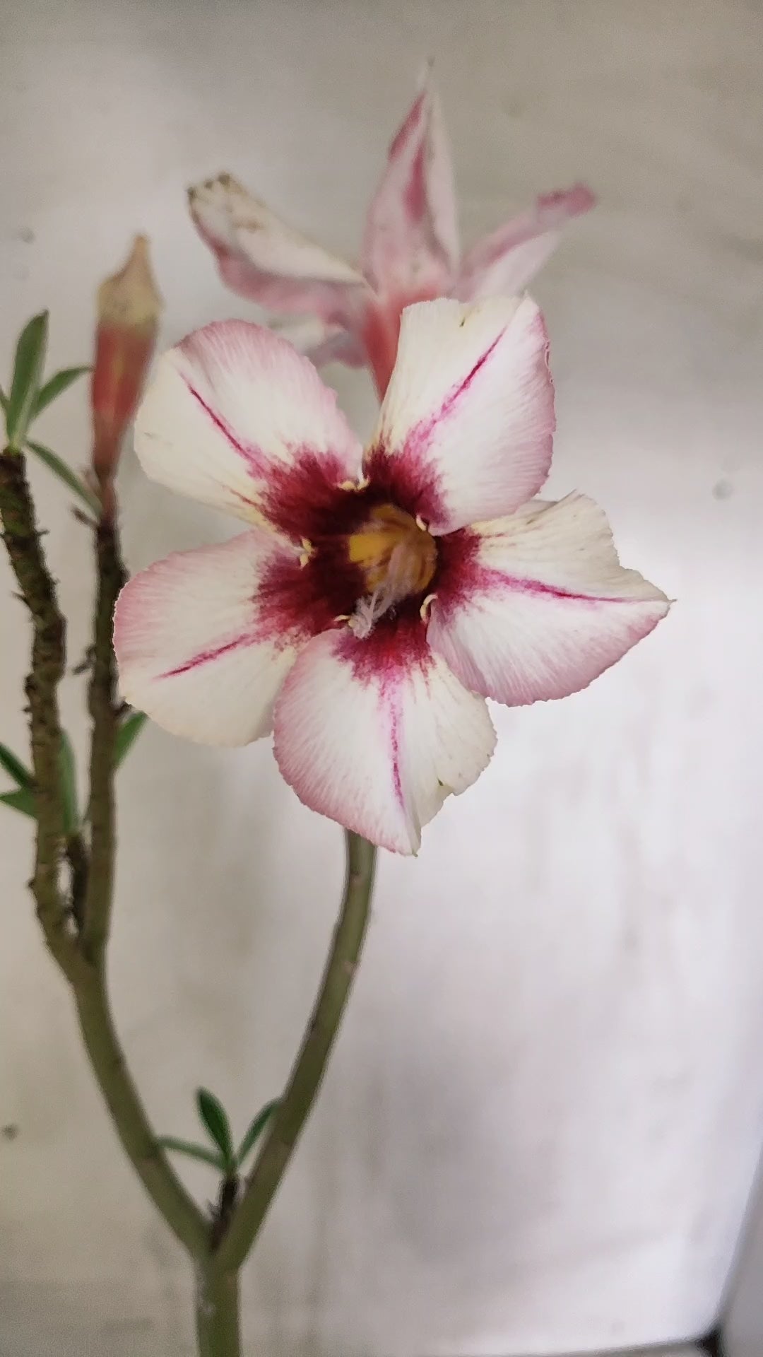 Planta Simples 3626 – 35cm – 02 anos - vaso 15