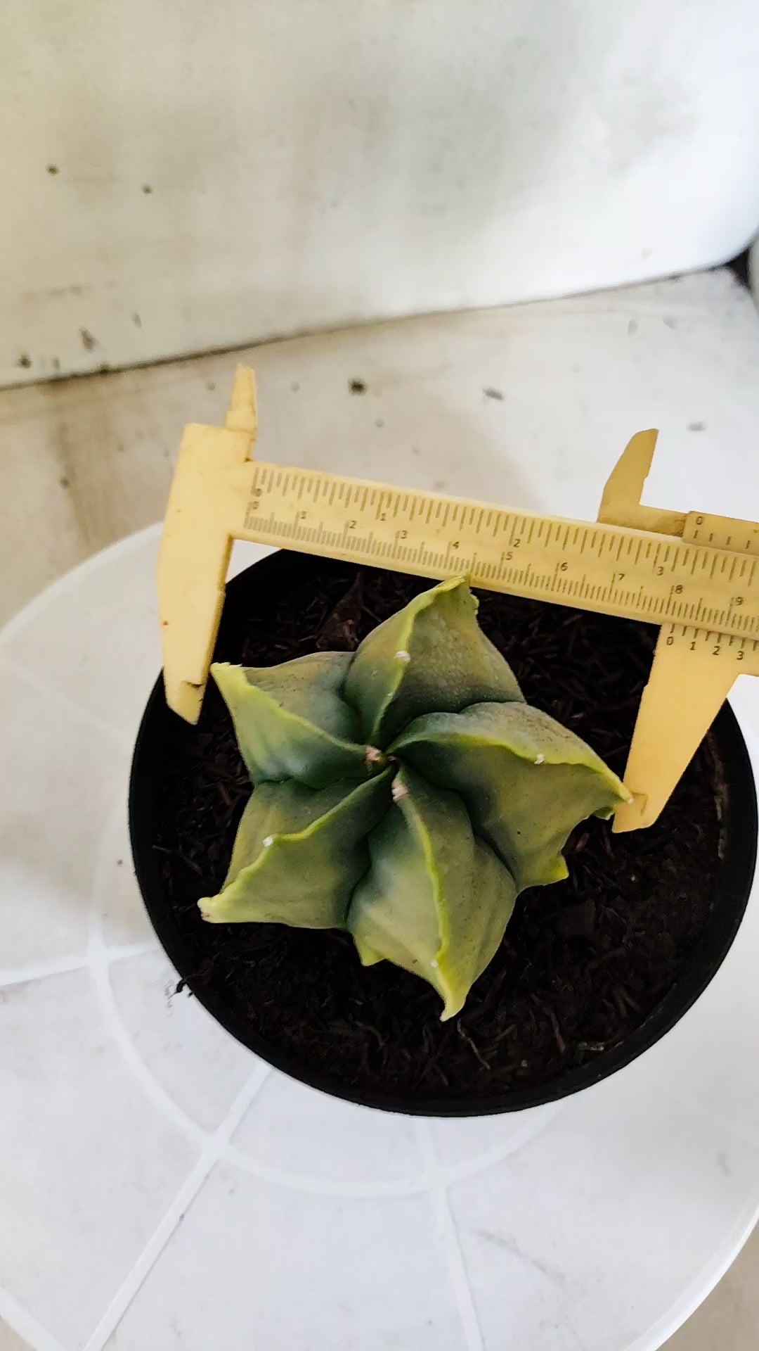 MATRIZ ASTROPHYTUM cv KIKKO "Fukuryu Variegata"  Nº 1504 – vaso 15