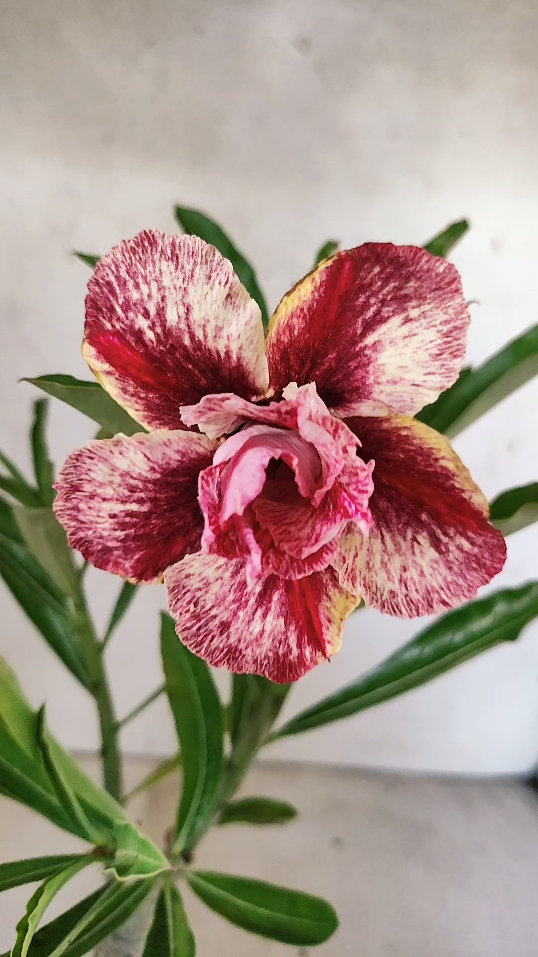 ENXERTO 12744 – 25cm (cor LM 990)