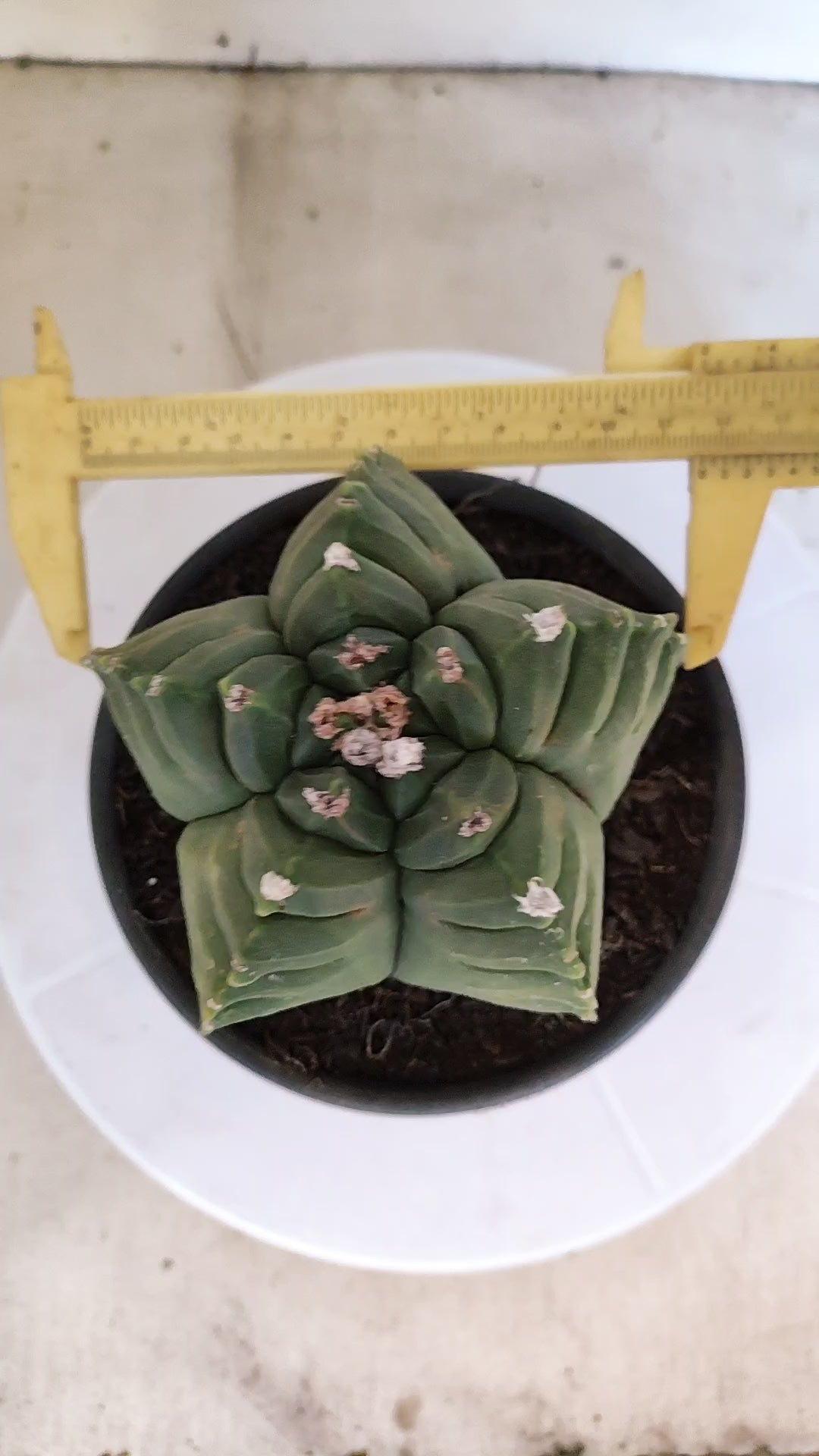 MATRIZ ASTROPHYTUM cv KIKKO  Nº 1146 – vaso 15