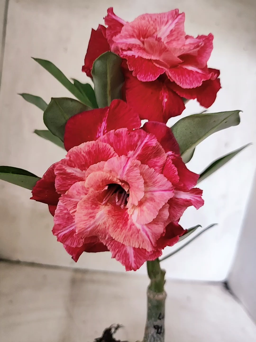 ENXERTO 12686 – 20cm (cor LM 913)