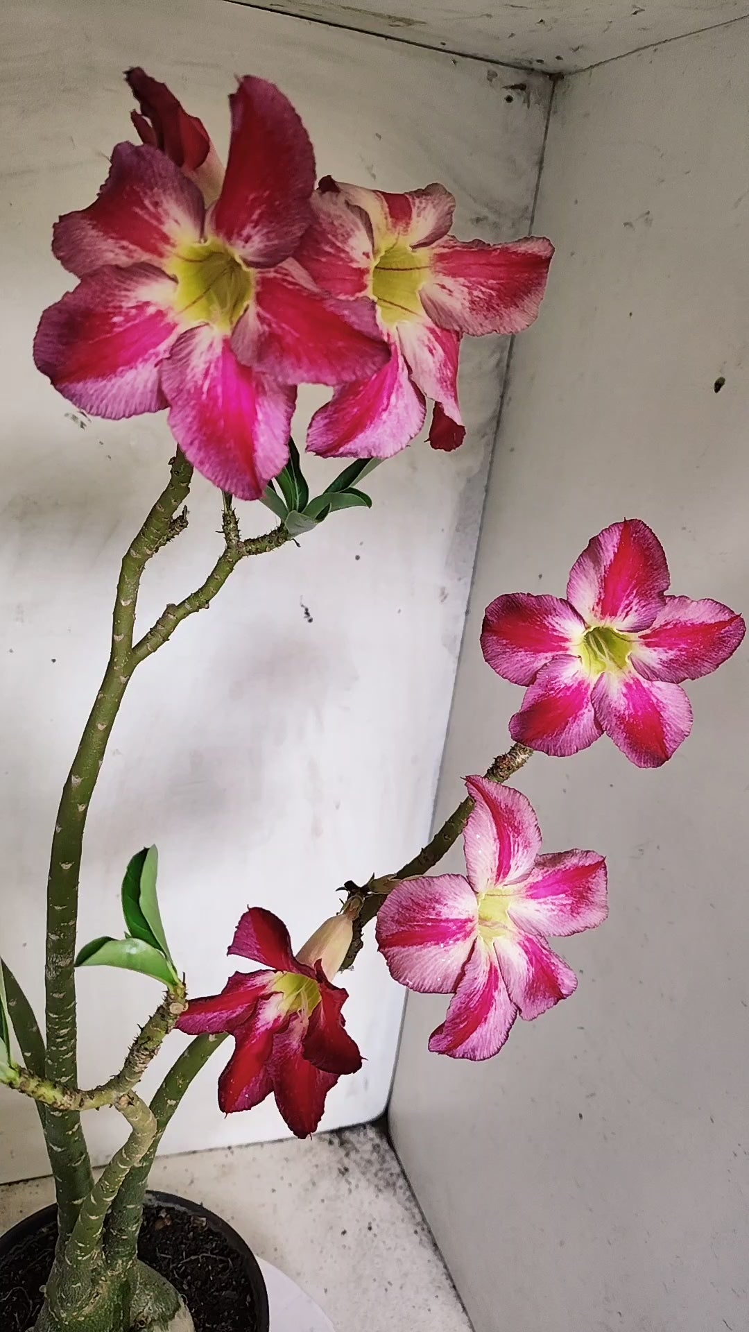 Planta Simples 3611 – 40cm – 03 anos