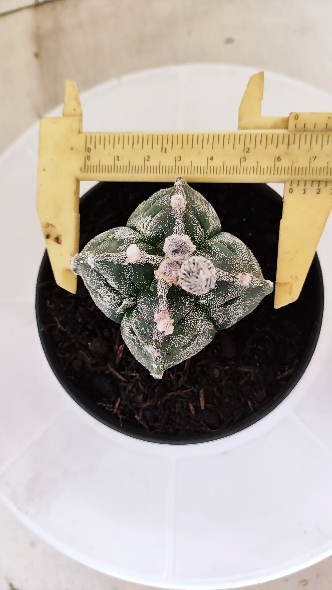 ASTROPHYTUM cv KIKKO "4 quinas" Nº 1262 – vaso 11