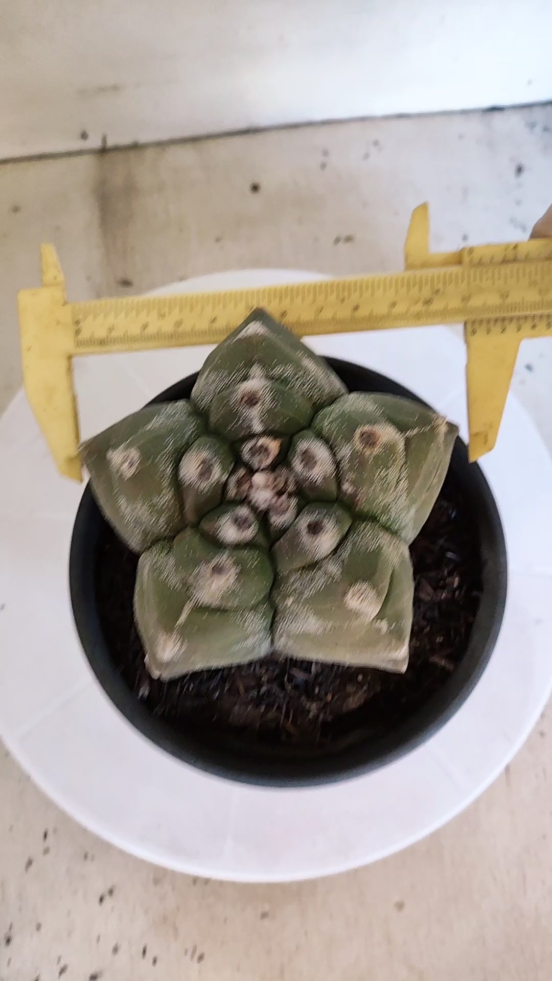 MATRIZ ASTROPHYTUM cv KIKKO  Nº 1303 – vaso 15