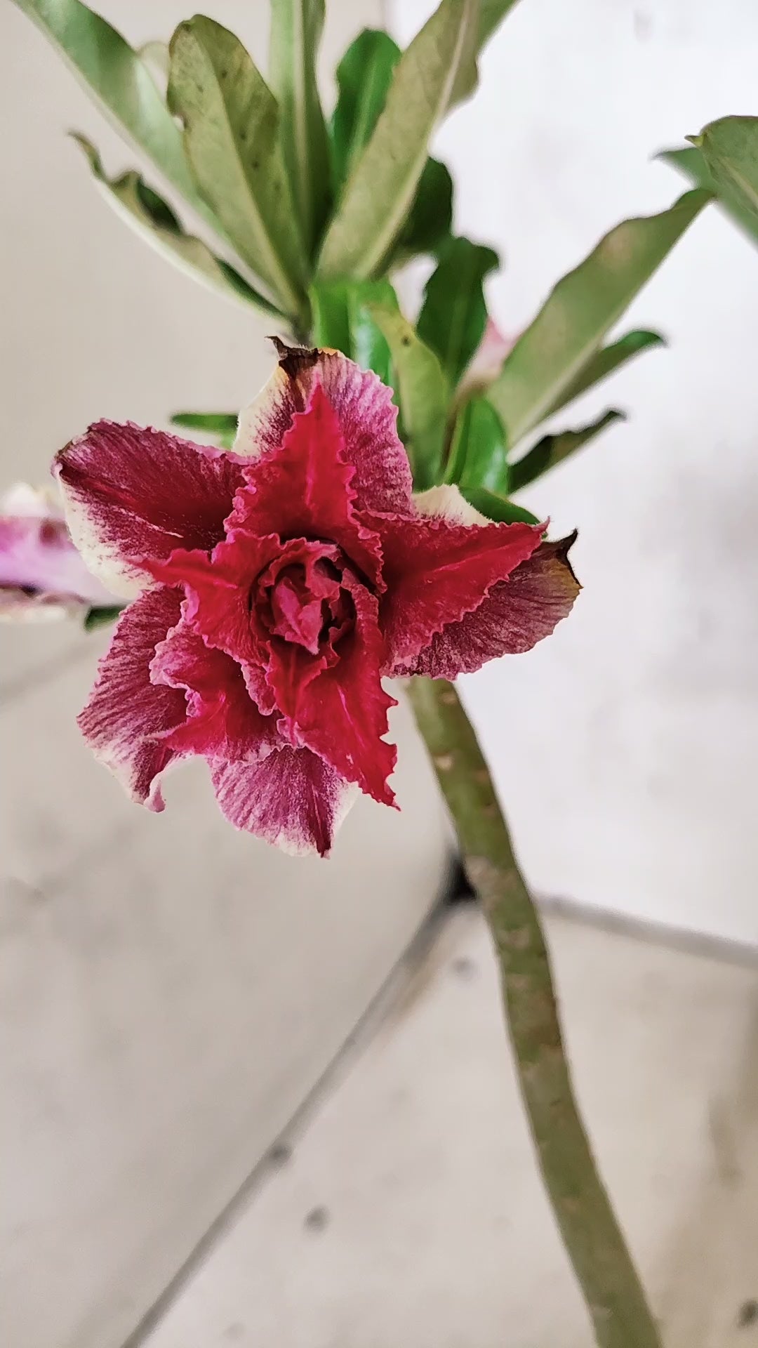 Planta Dobrada 3883 – 30cm – 02 anos