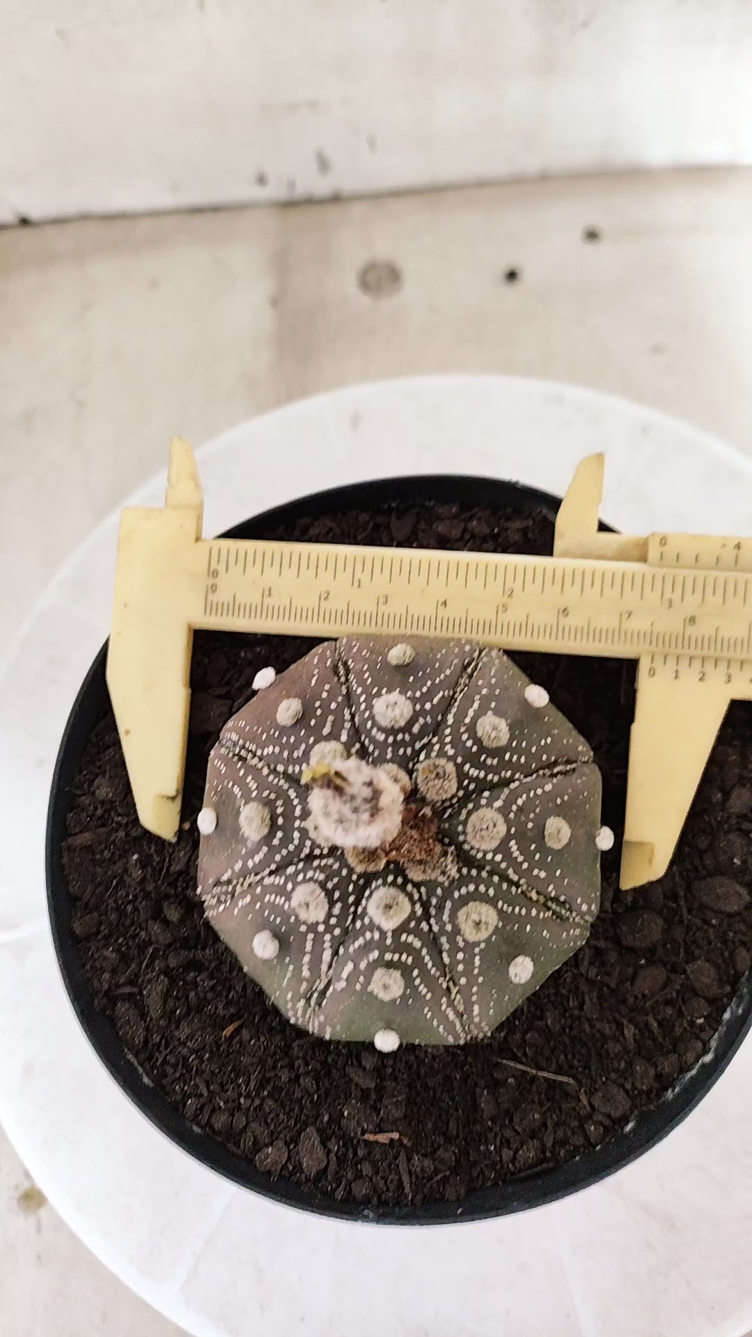 ASTROPHYTUM ASTERIAS "STAR SHAPE - Purple  Nº 1810 – vaso 15