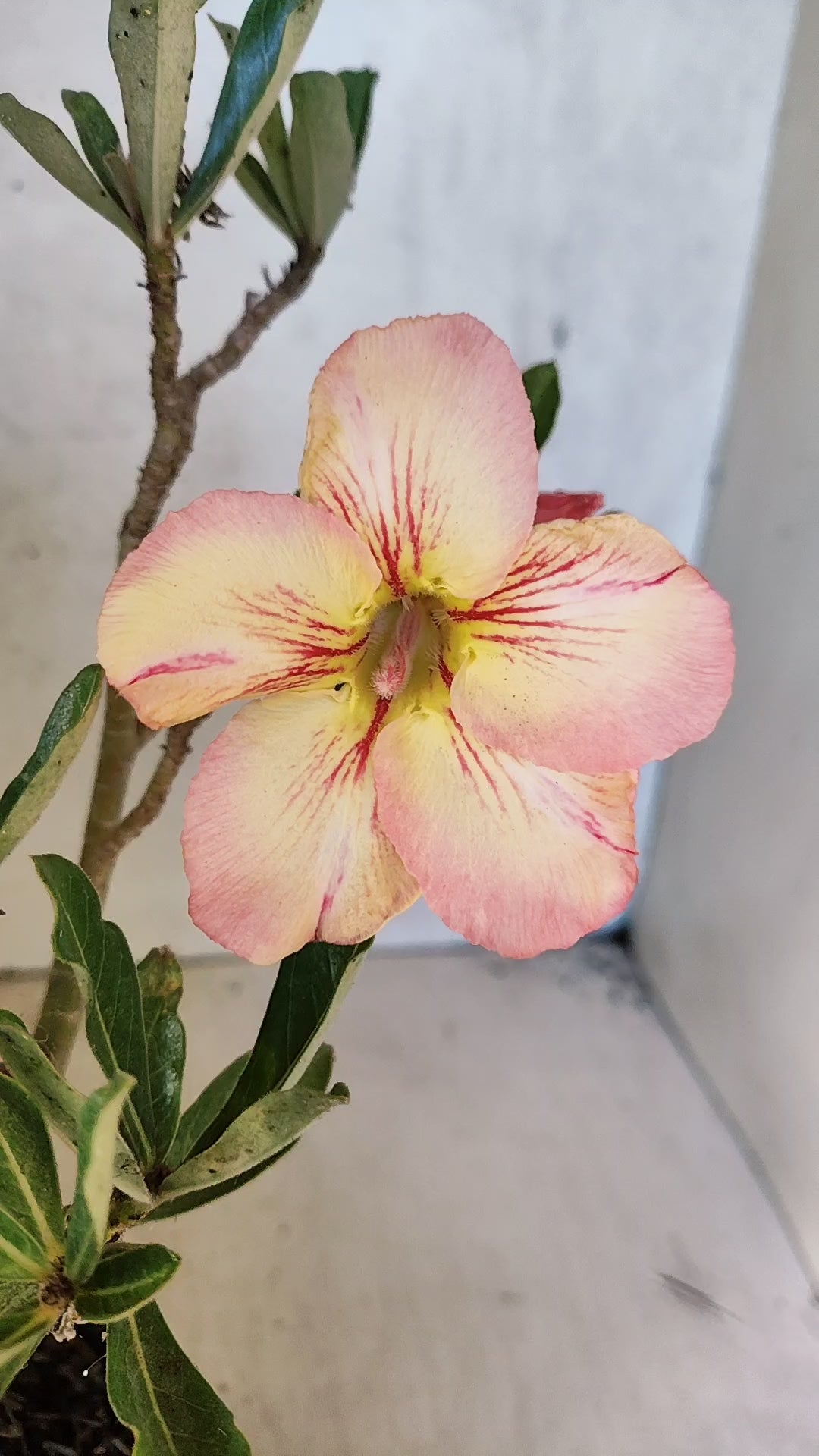 Planta Simples 3516 – 35cm – 03 anos