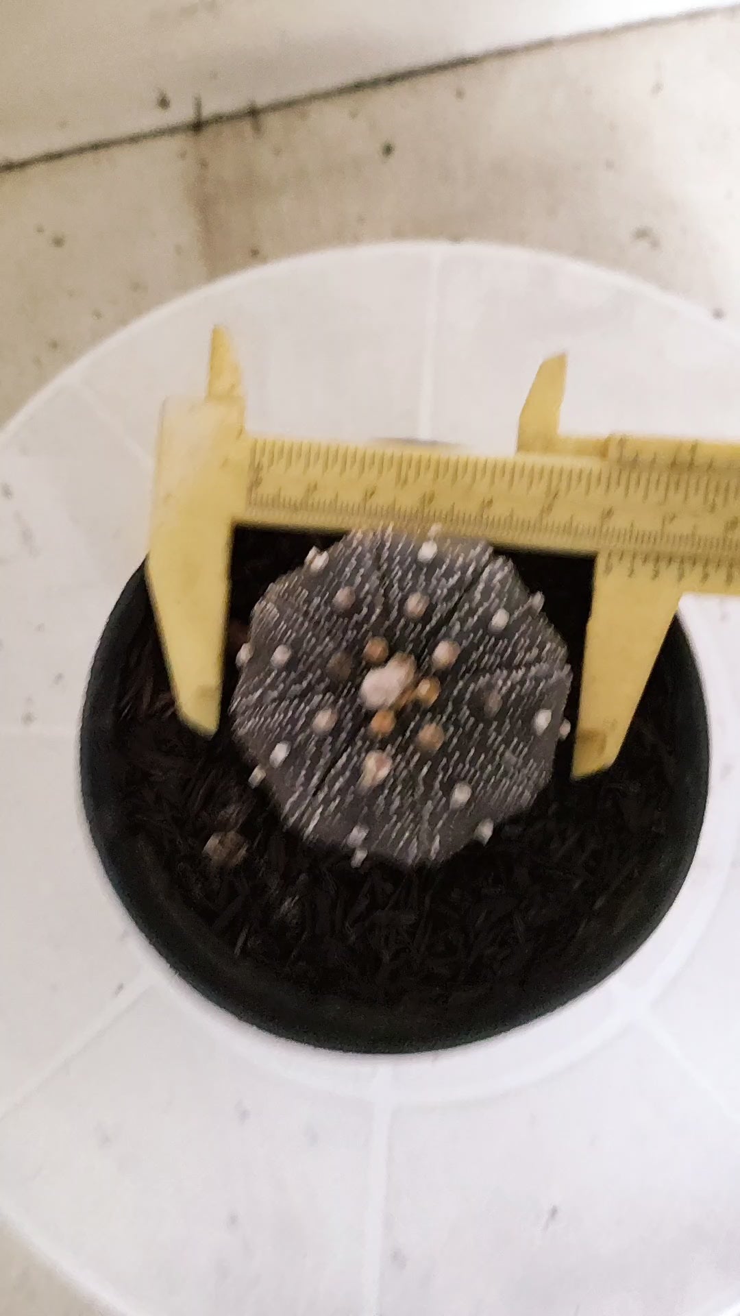 MATRIZ ASTROPHYTUM ASTÉRIAS "Purple - Star Shape" Nº 1063 – vaso 11