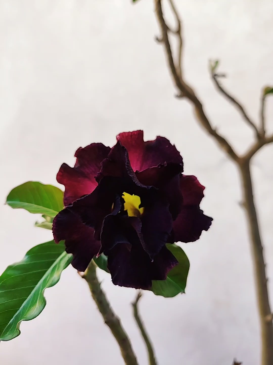Planta MATRIZ Dobrada Nº 56 – 85cm – 07 anos