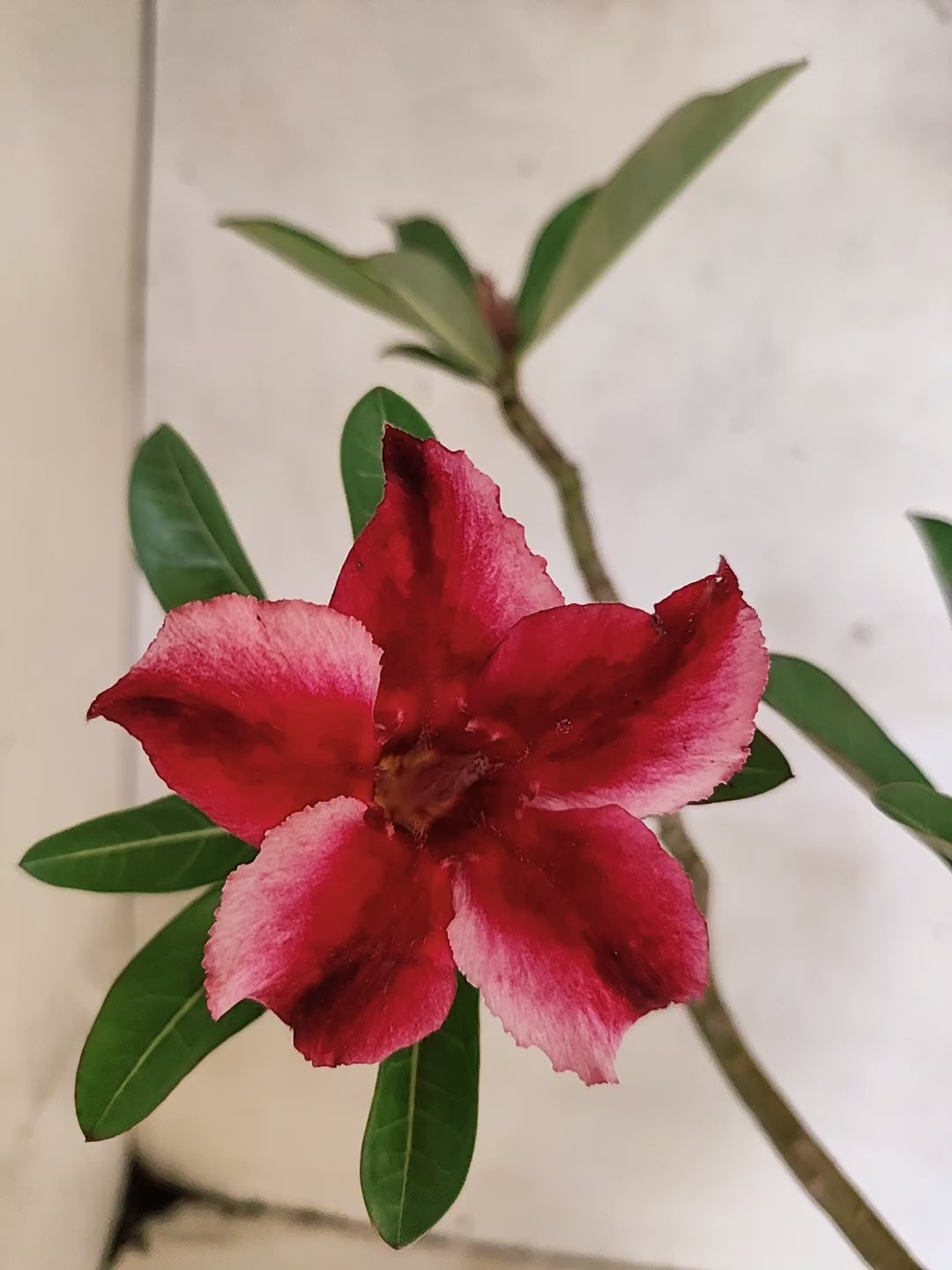 Planta Simples 3494 – 35cm – 03 anos