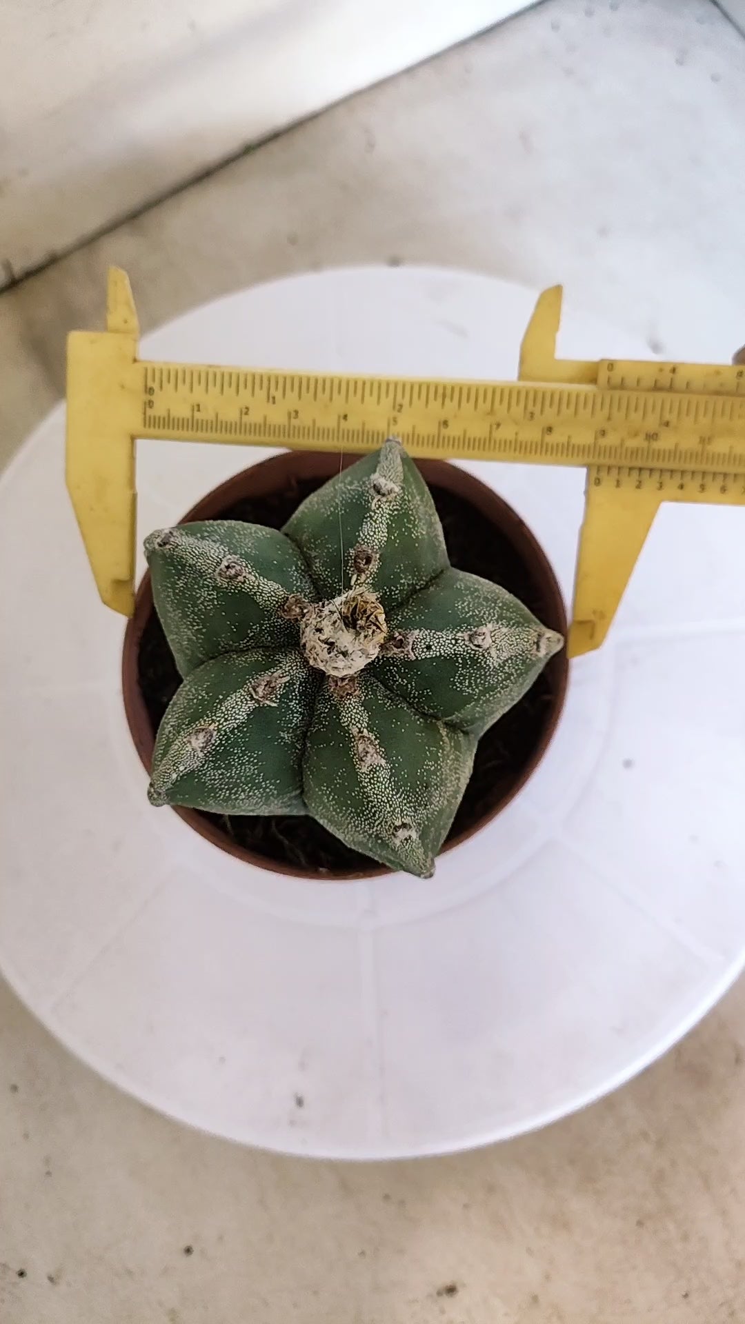 MATRIZ ASTROPHYTUM Myriostigma  Nº 1111 – vaso 11
