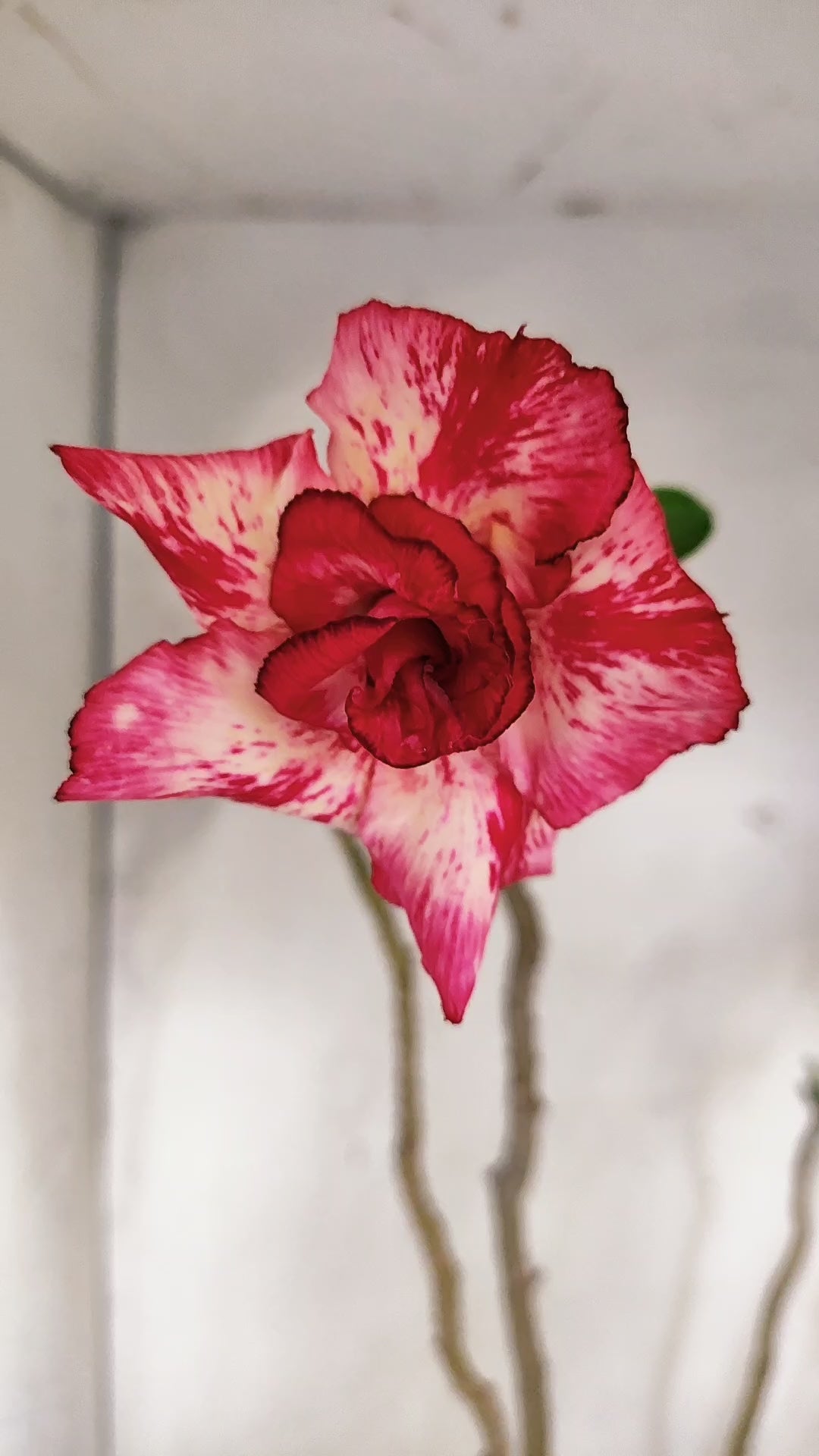Planta Dobrada 4021 – 60cm – 04 anos - Vaso 17