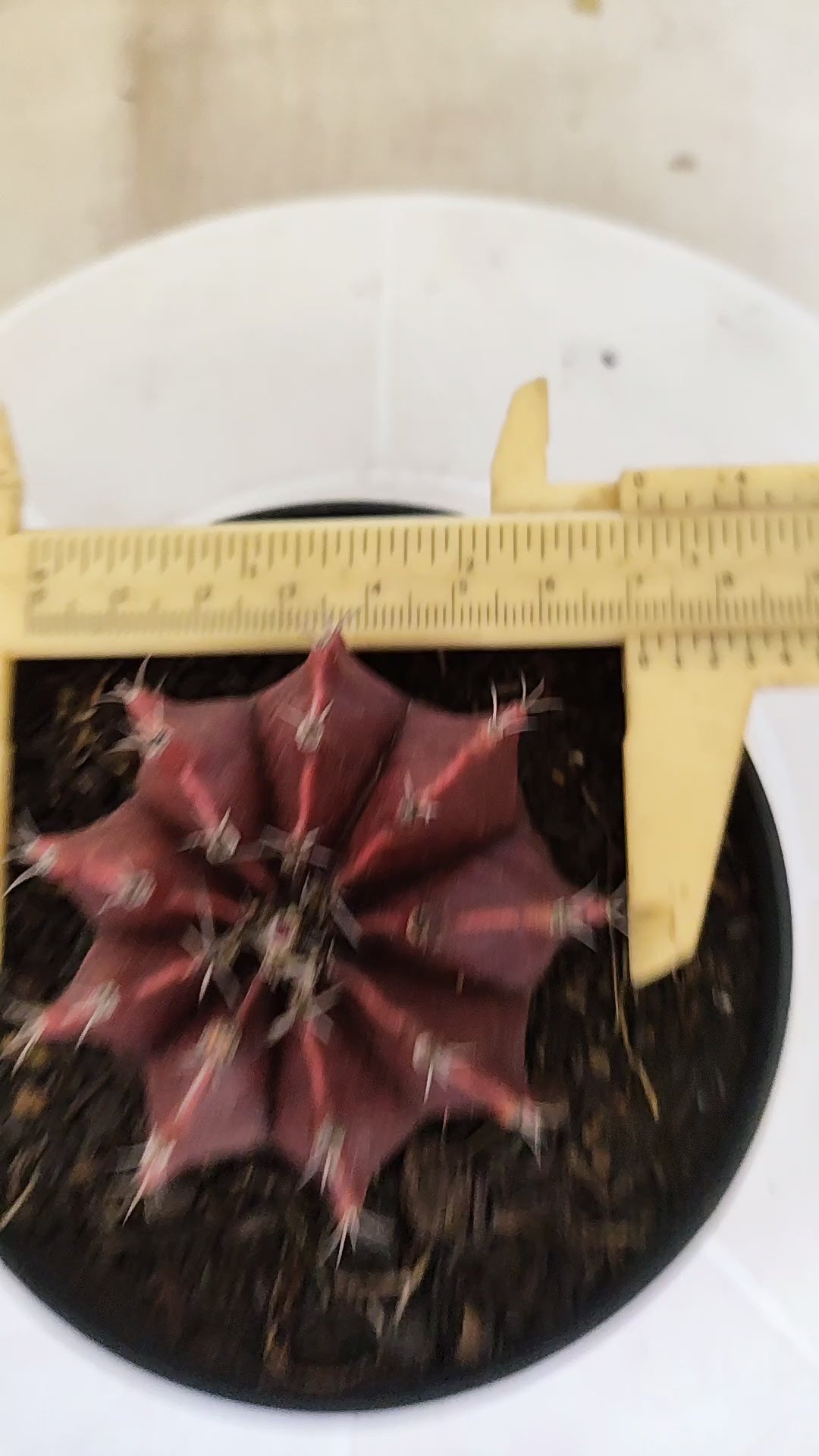 Matriz GYMNOCALYCIUM Mihanovichii Variegata Nº 1662 – vaso 11