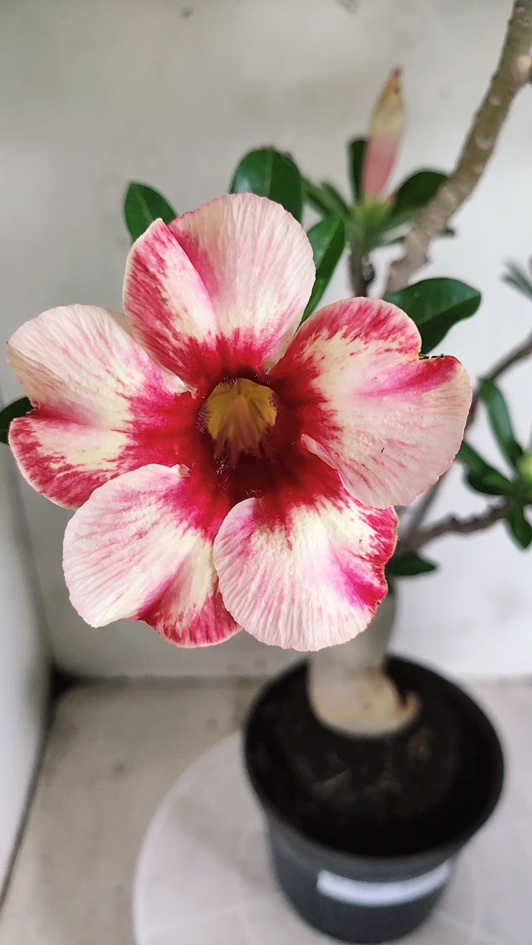 Planta Simples 3663 – 35cm – 03 anos