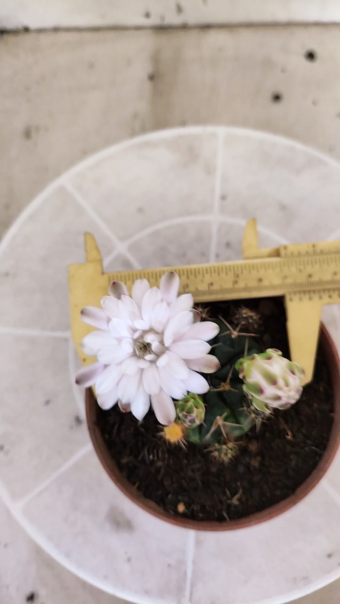 GYMNOCALYCIUM DAMSII Variegata Nº 1735 – vaso 11
