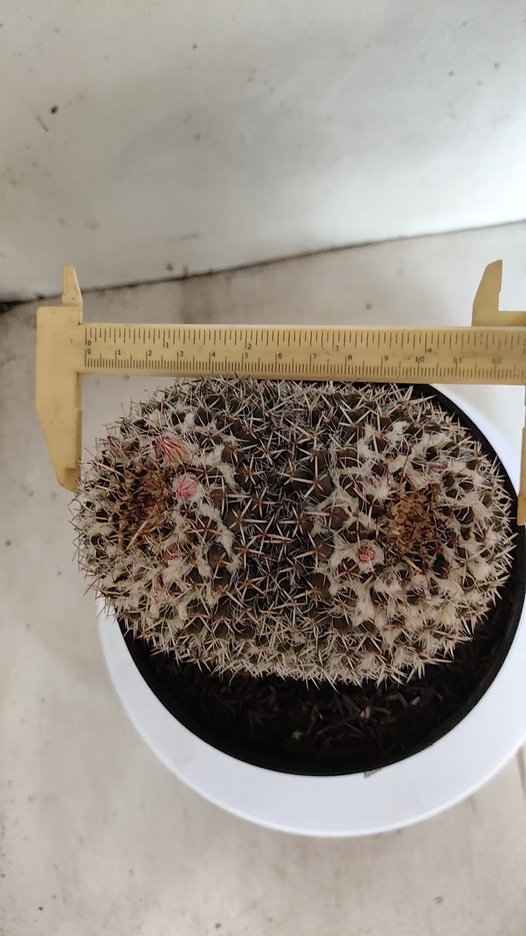 CACTOS Mammillaria " Bucéfalo" Nº 431 – vaso 17