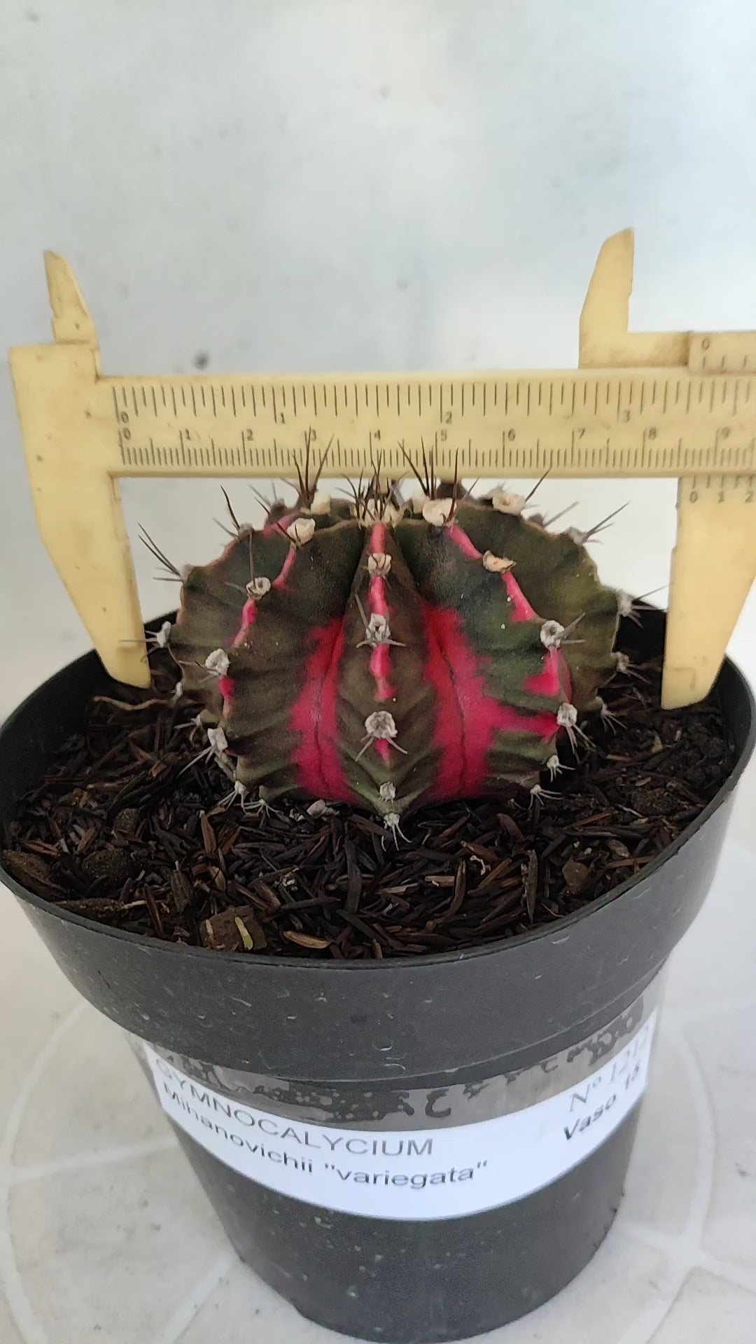 GYMNOCALYCIUM Mihanovichii Variegata Nº 1212 – vaso 15