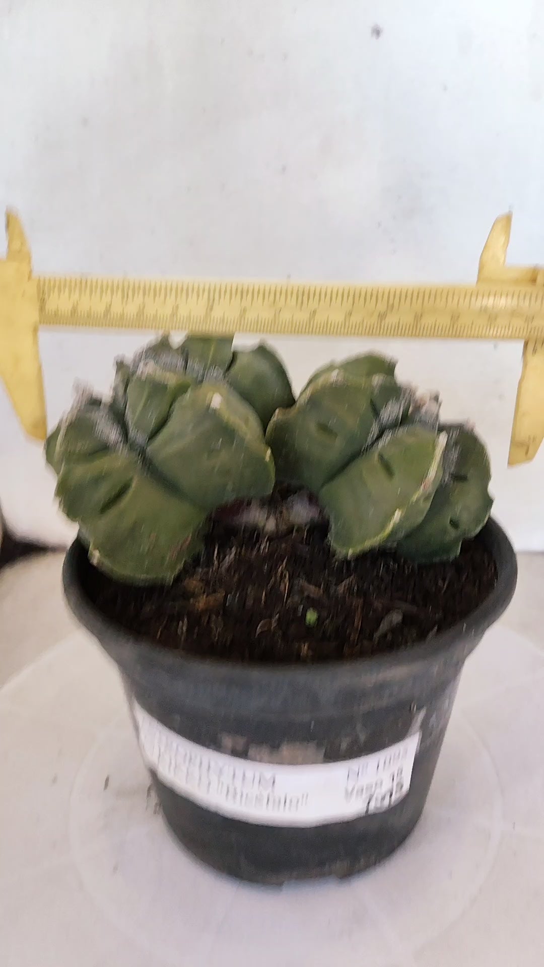 MATRIZ ASTROPHYTUM cv KIKKO "BICÉFALO" Nº 1095 – vaso 15