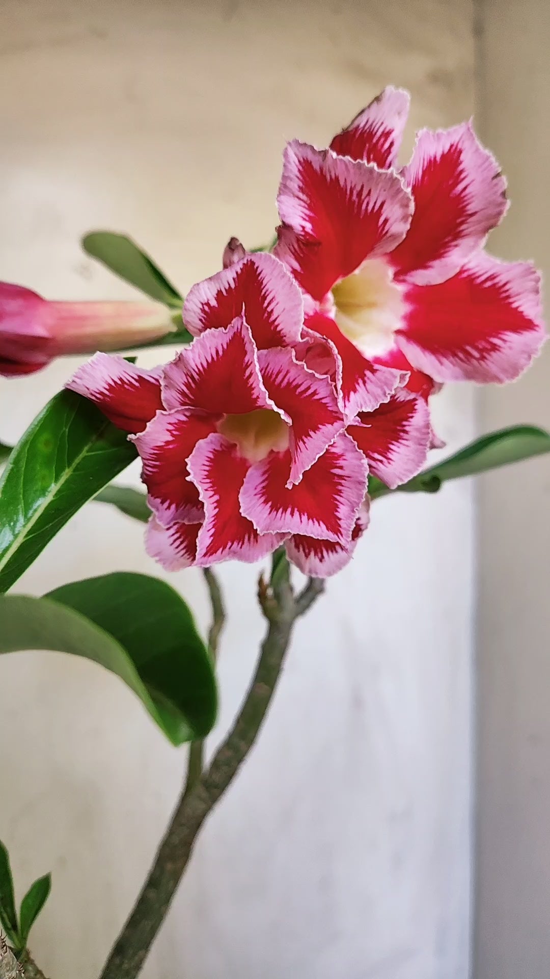 Planta Dobrada 4006 – 35cm – 03 anos - Vaso 20