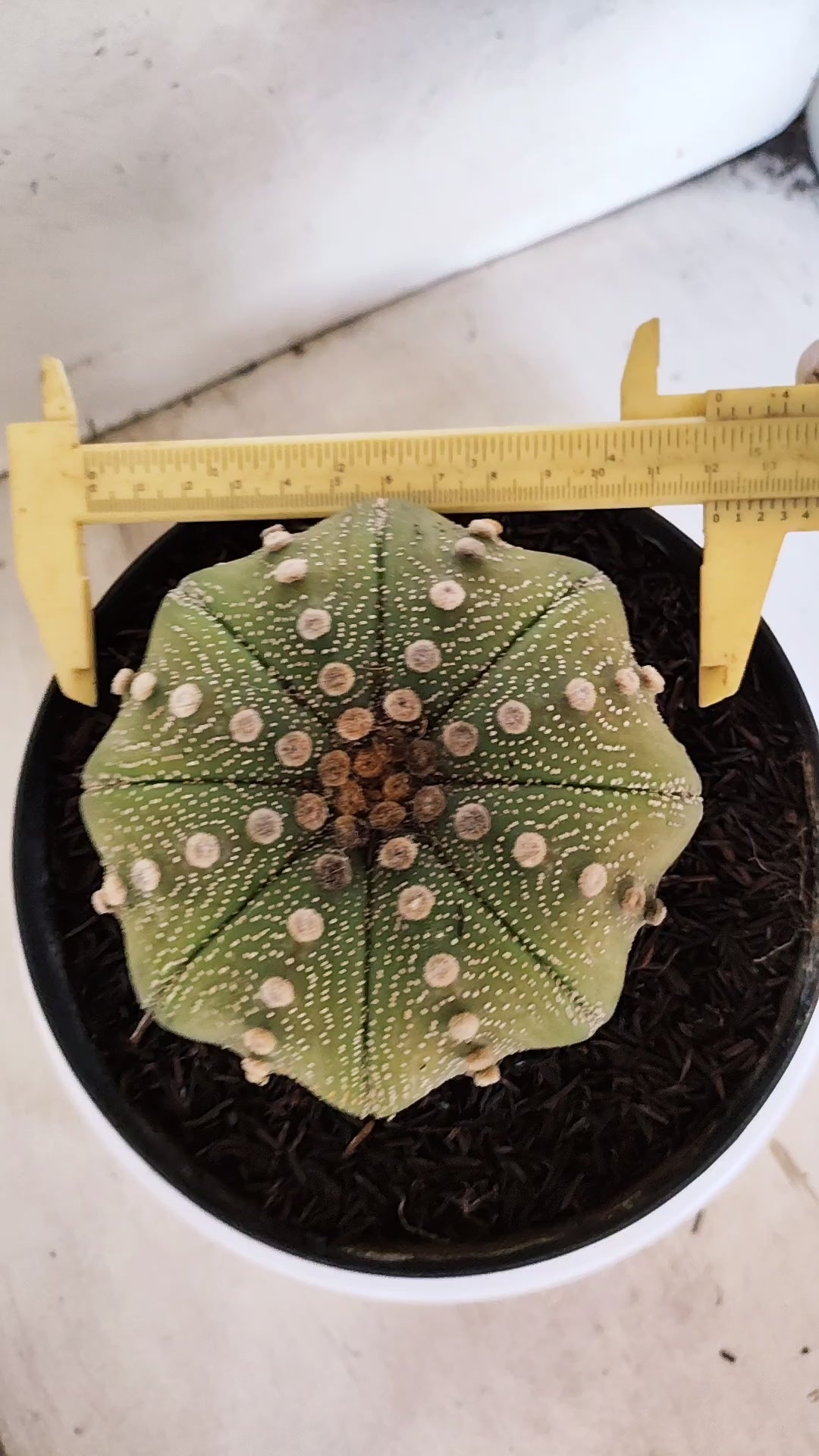ASTROPHYTUM ASTERIAS STAR SHAPE Nº 1143 – vaso 17