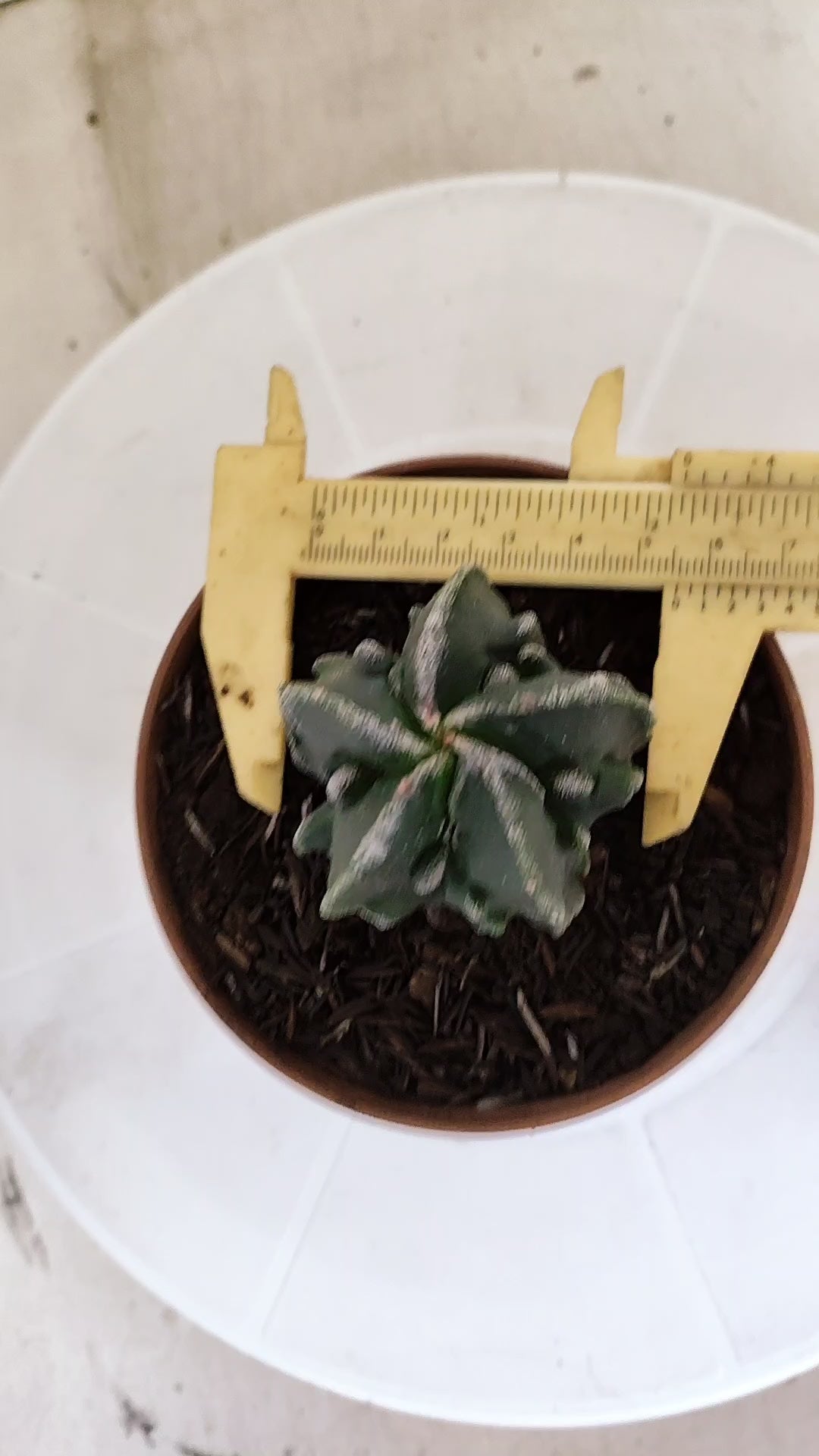 ASTROPHYTUM Myriostigma FUKURYU  Nº 1695 – vaso 11