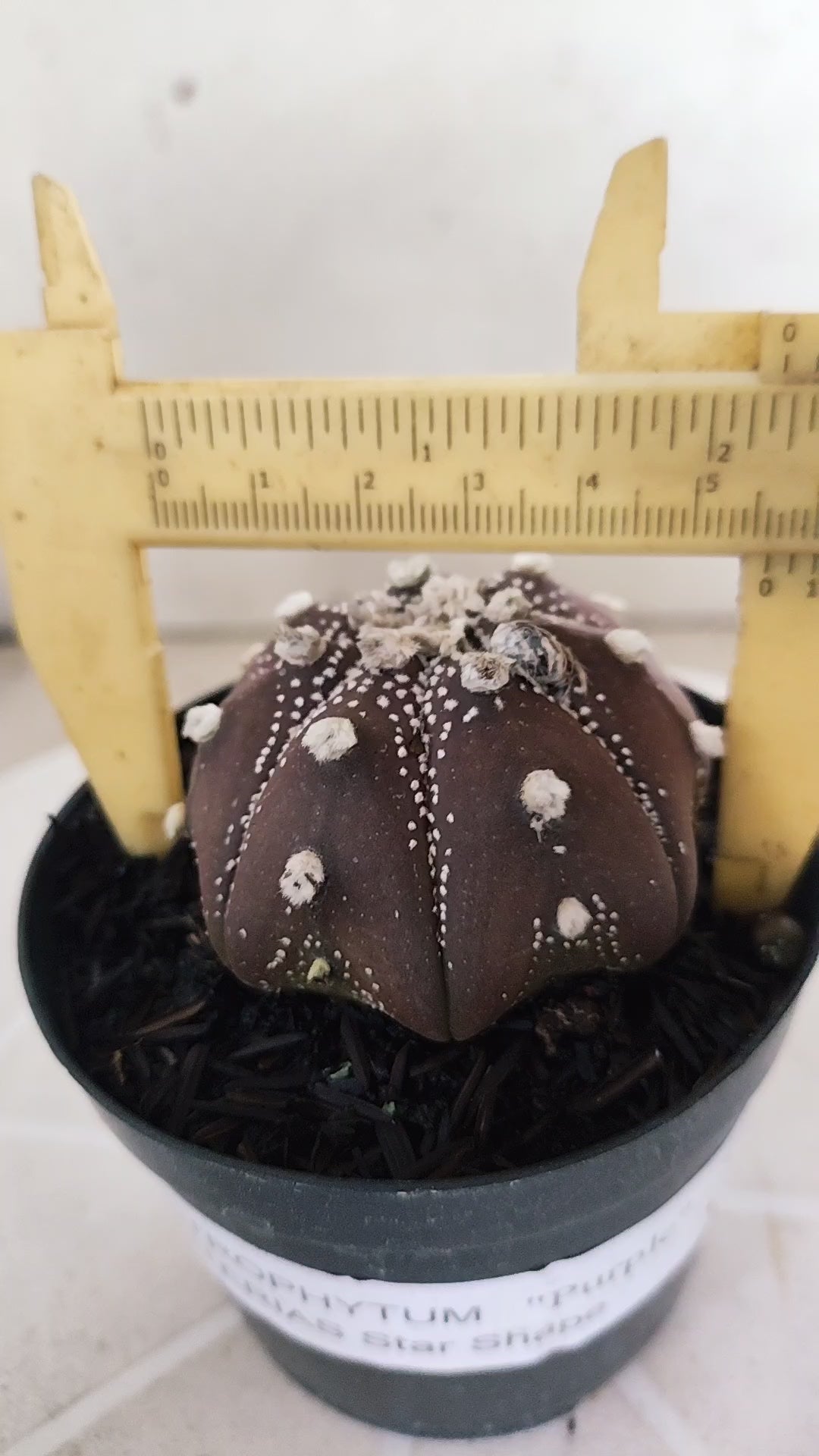 ASTROPHYTUM ASTERIAS Star shape “Purple”  Nº 1072 – vaso 09