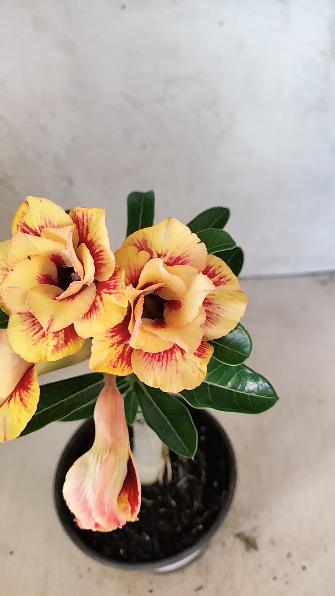 ENXERTO 12710 – 20cm (cor LM 860)