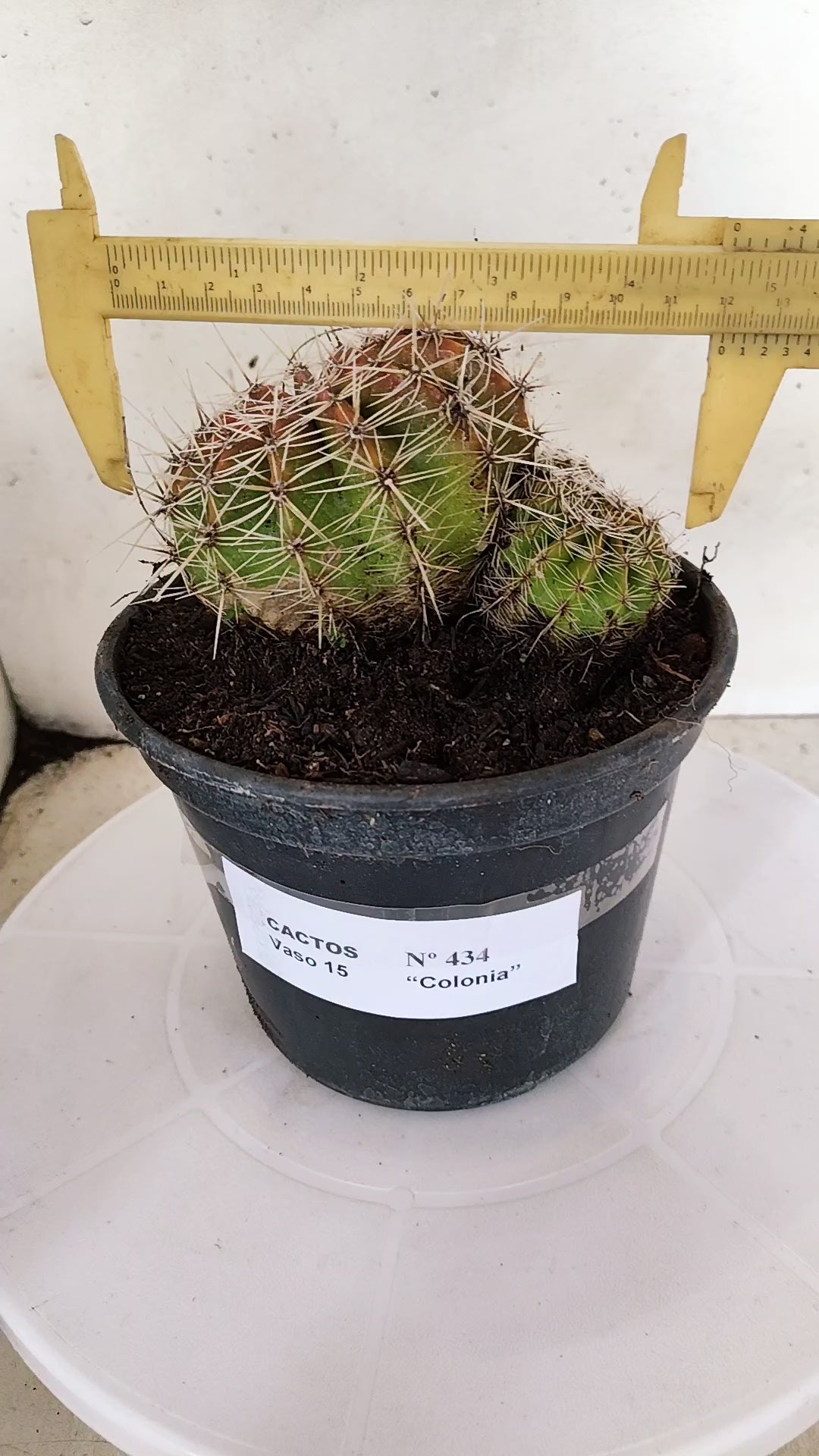 Cactos ECHINOCACTUS  "Colônia"  Nº 434 – vaso 15