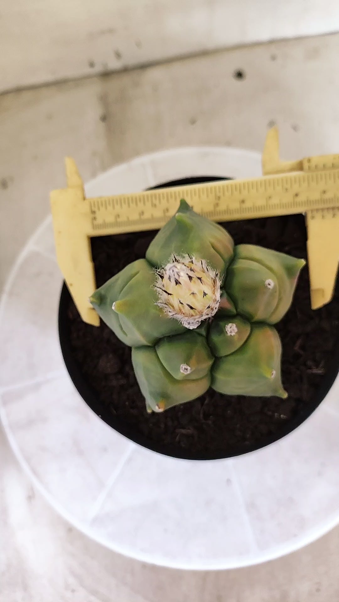 MATRIZ ASTROPHYTUM cv KIKKO "Variegata"  Nº 1719 – vaso 15