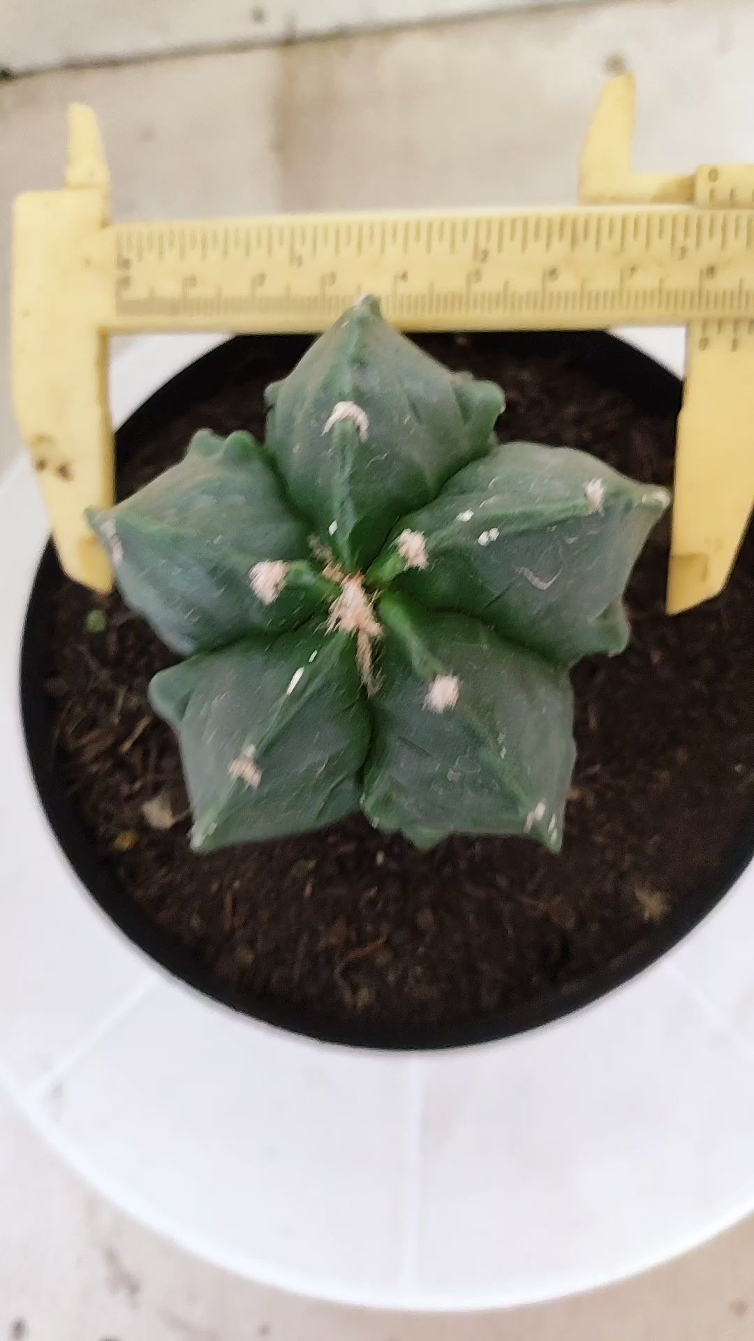 ASTROPHYTUM MYRIOSTIGMA cv KIKKO "Fukuryu"  Nº 1420 – vaso 15