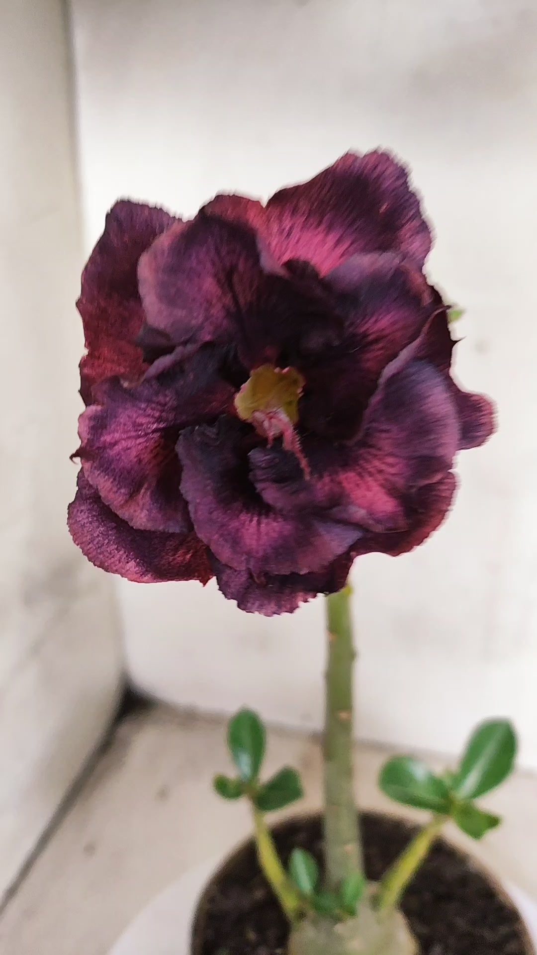Planta Dobrada 3973 – 30cm – 02 anos