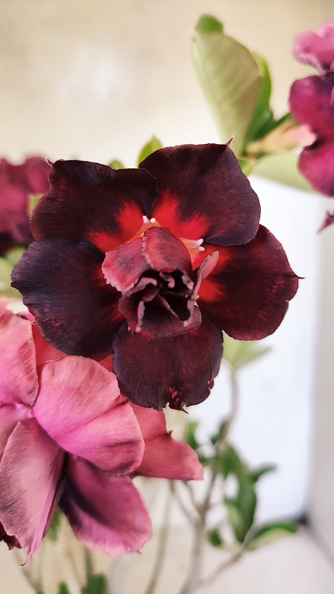 Planta Dobrada 3942 – 30cm – 02 anos
