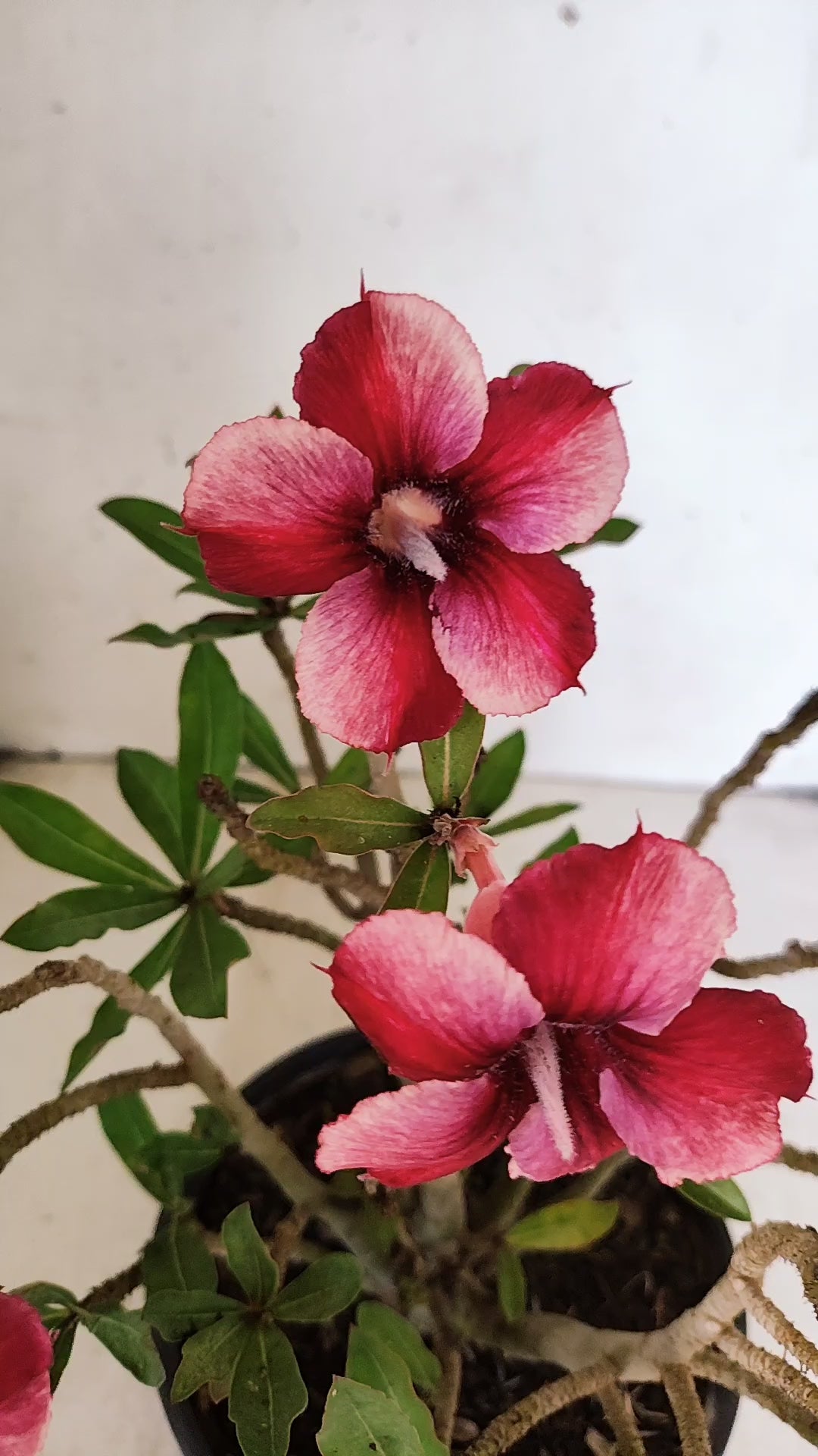 Planta Simples 3543 – 30cm – 02 anos