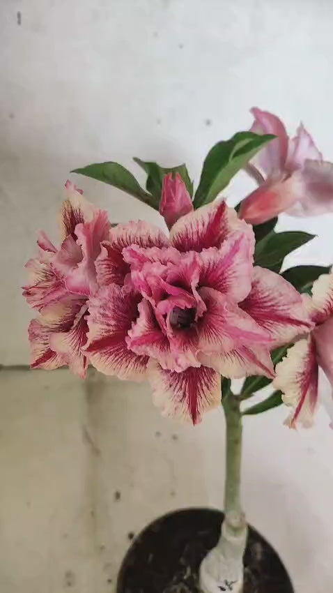 ENXERTO 12587 – 20cm (cor LM 964)