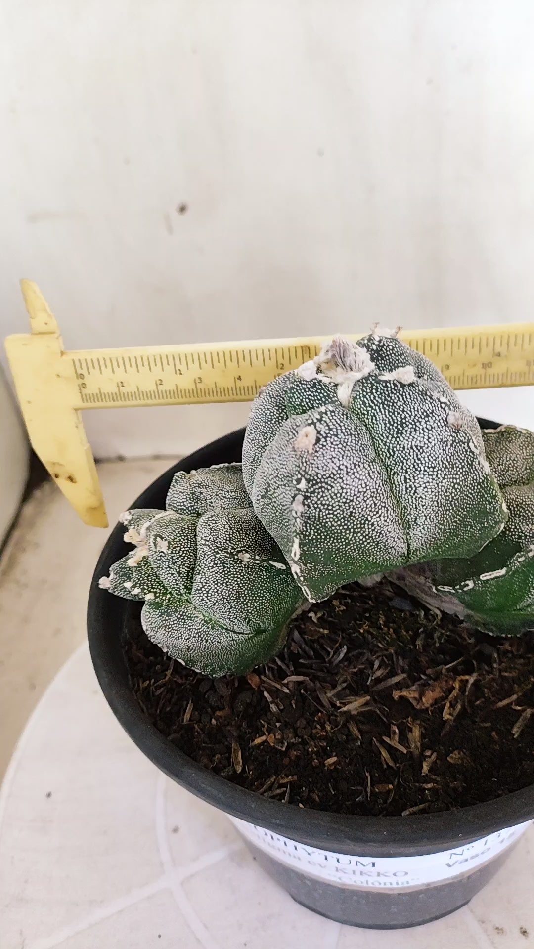 MATRIZ ASTROPHYTUM cv KIKKO "4Quinas - Colonia" Nº 1375 – vaso 15