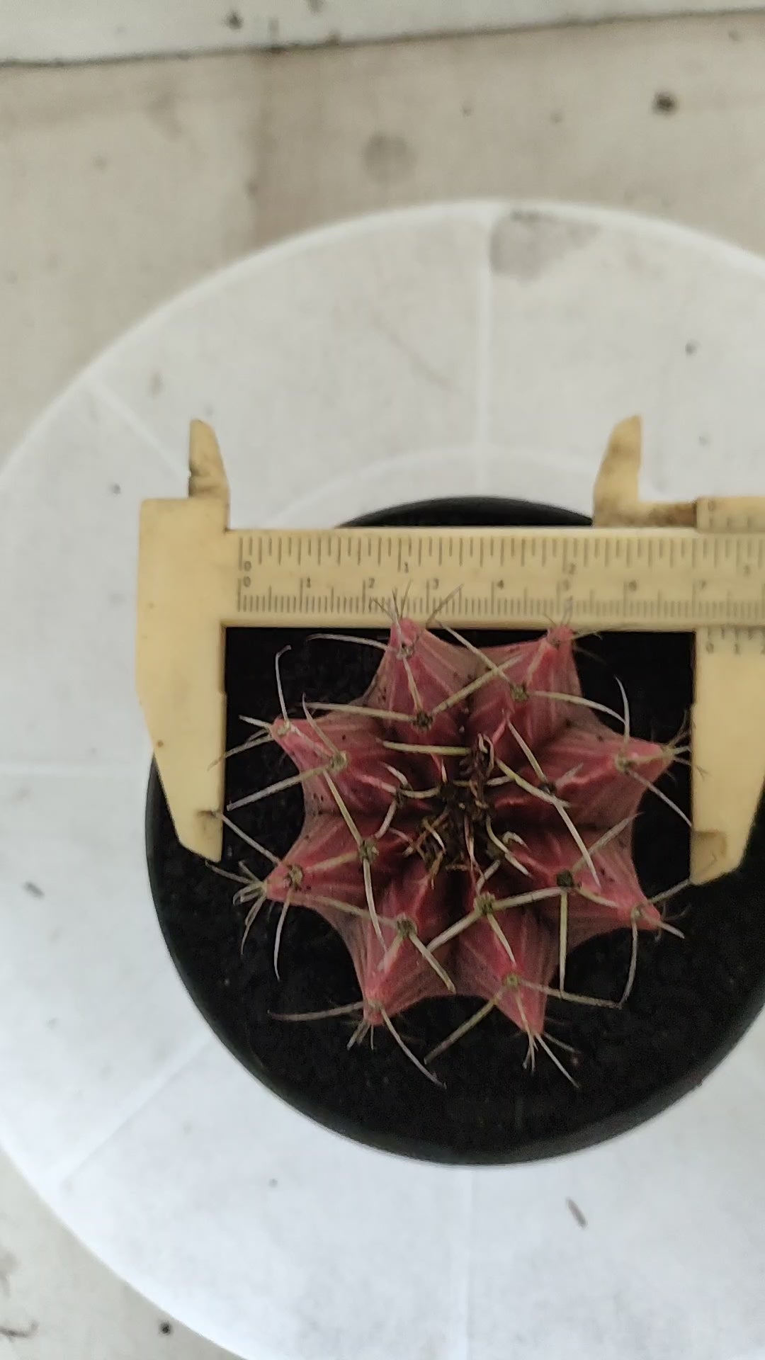 GYMNOCALYCIUM Mihanovichii Variegata Nº 1821 – vaso 11