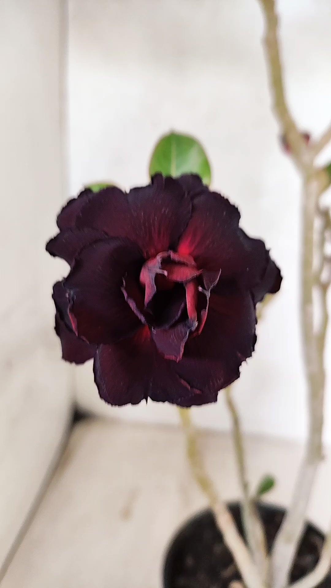 Planta Dobrada 3126 – 35cm – 03 anos
