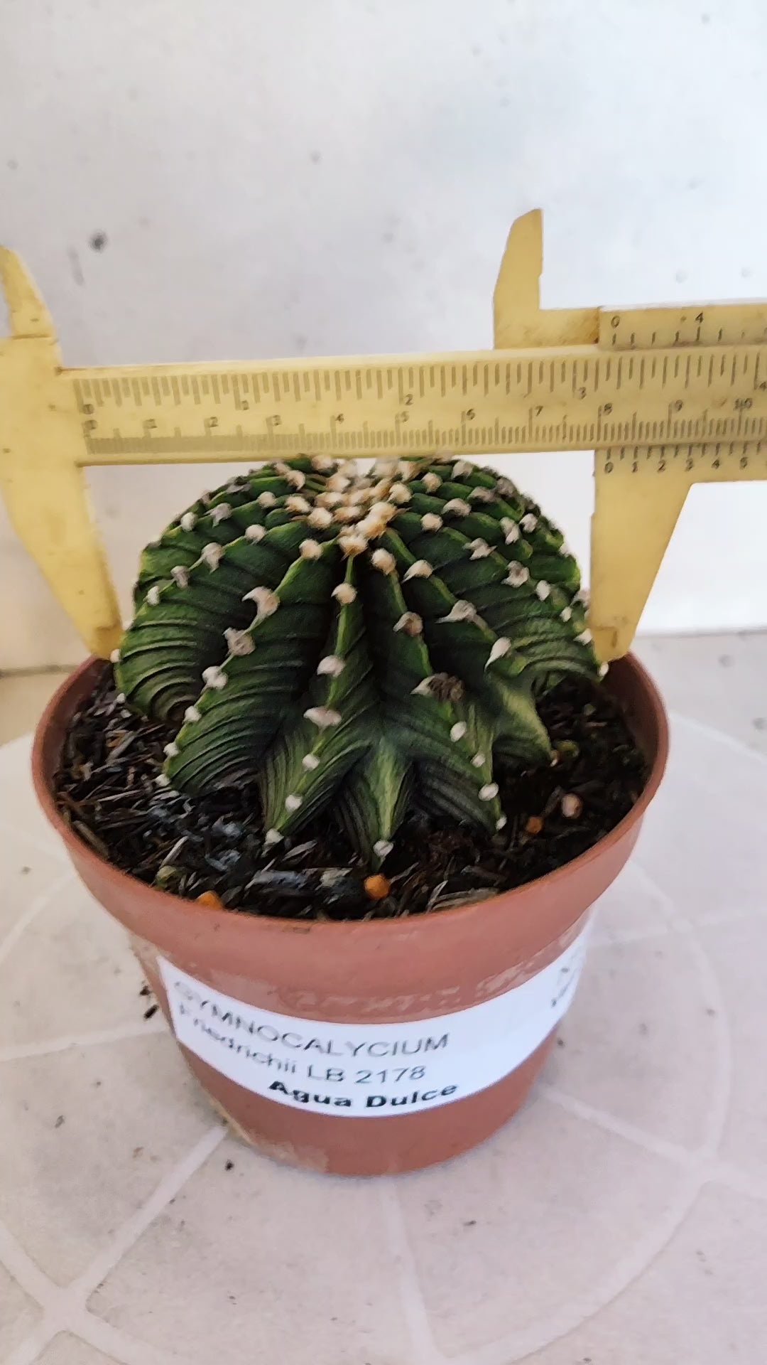 GYMNOCALYCIUM Friedrichii LB 2178 "Agua Dulce" - Nº 1209 – vaso 11
