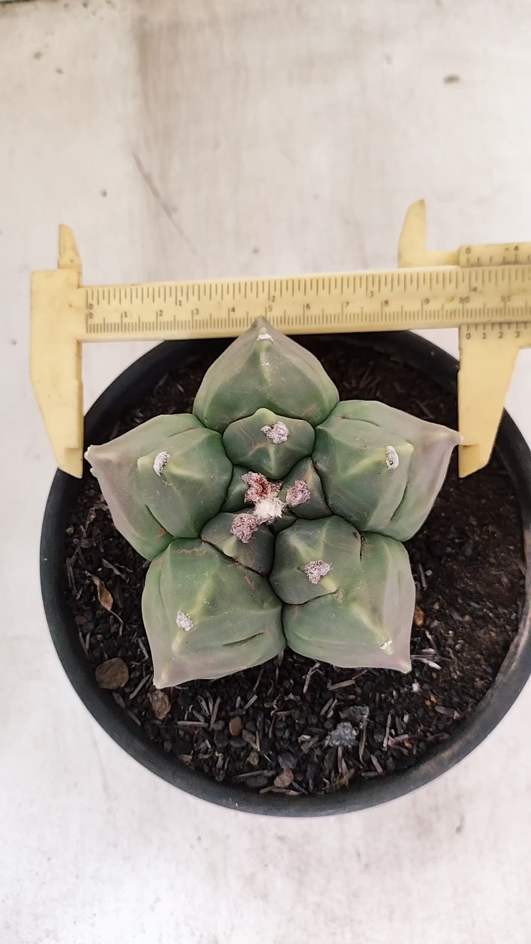 MATRIZ ASTROPHYTUM cv KIKKO  Nº 1130 – vaso 15