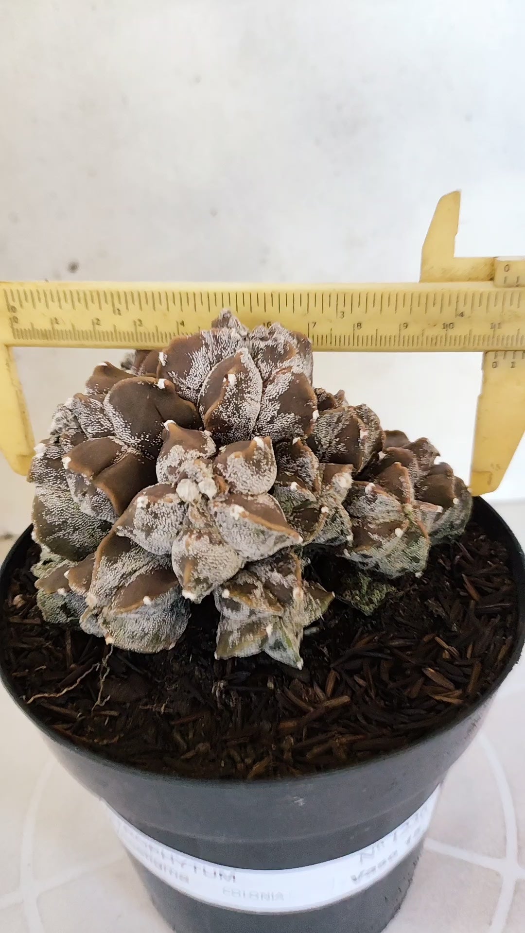 ASTROPHYTUM MYRIOSTIGMA "Colonia" Nº 1236 – vaso 15