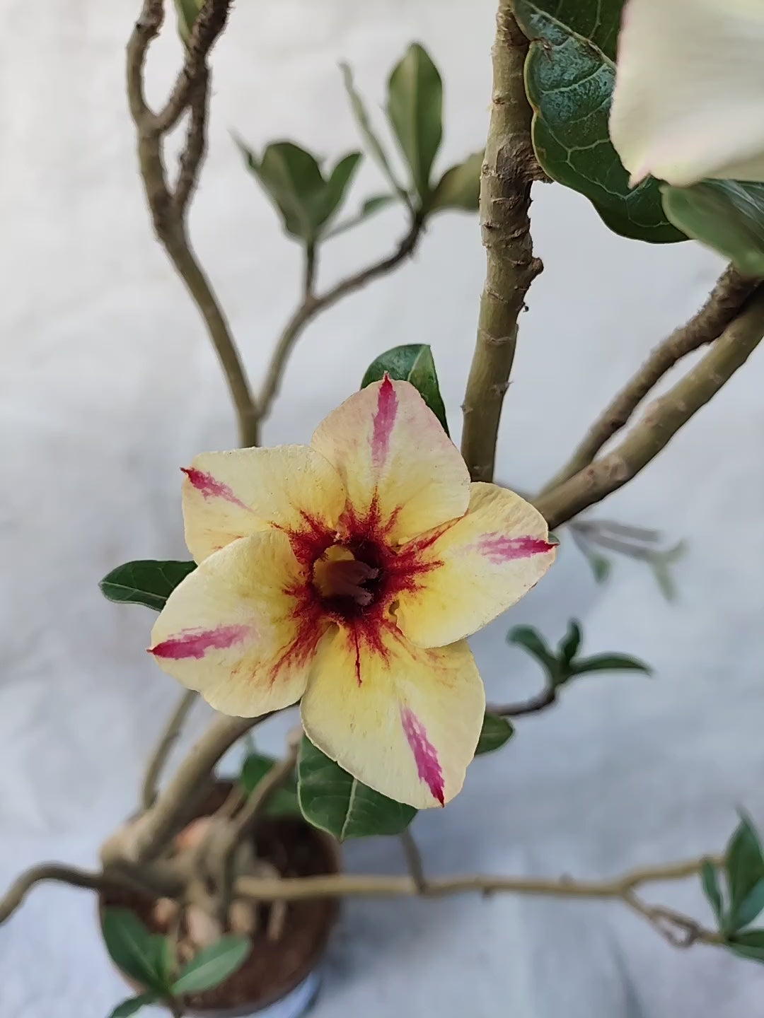 Planta MATRIZ SIMPLES Nº 39 – 75cm – 05 anos