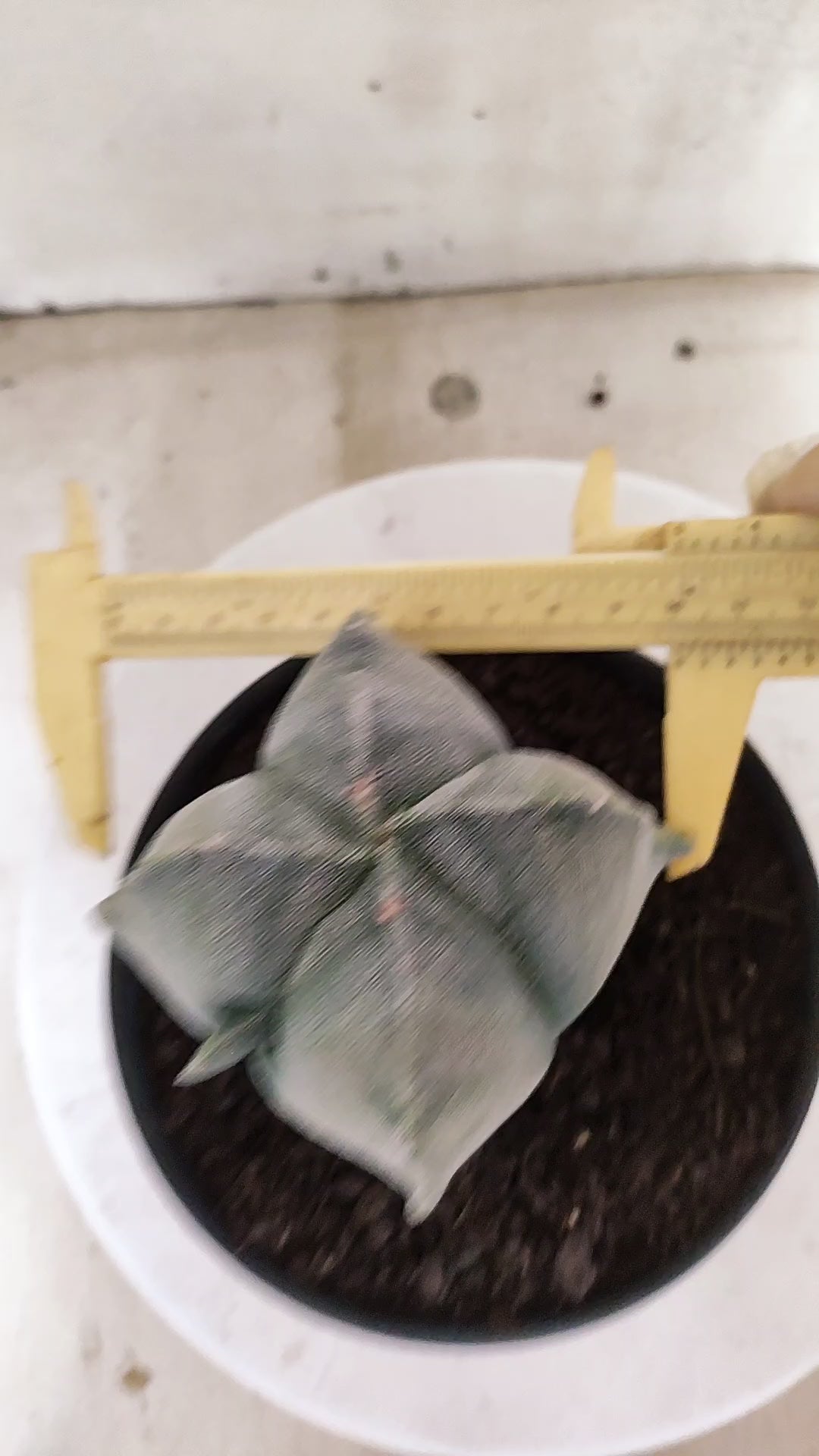 Matriz ASTROPHYTUM Myriostigma Variegata "4 Quinas" Nº 803 – vaso 15